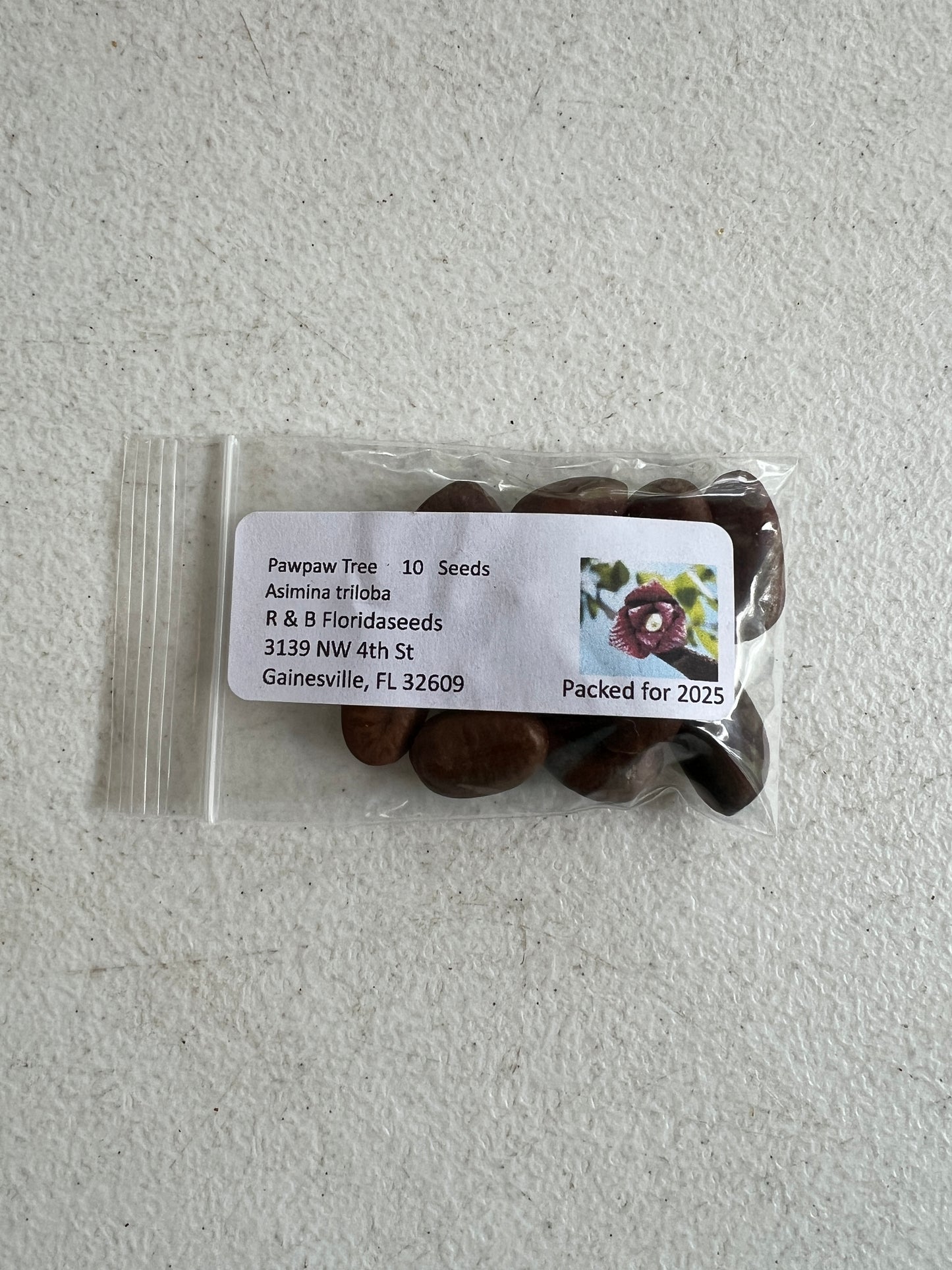 Pawpaw Tree Asimina triloba 10 Seeds