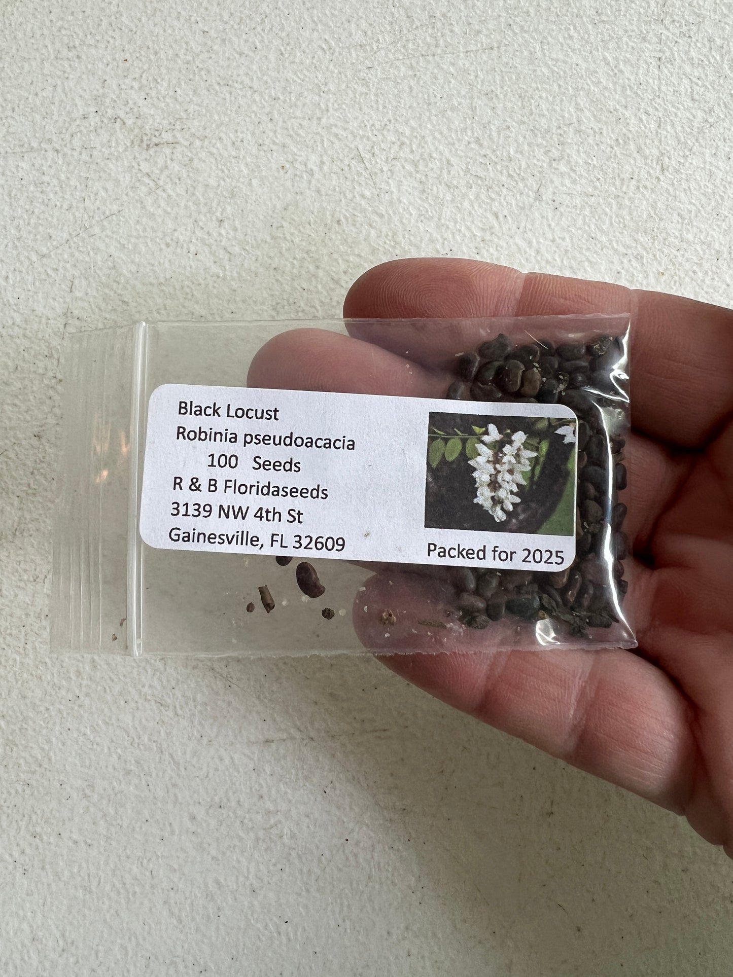 Black Locust 100 Seeds Robinia Pseudoacacia