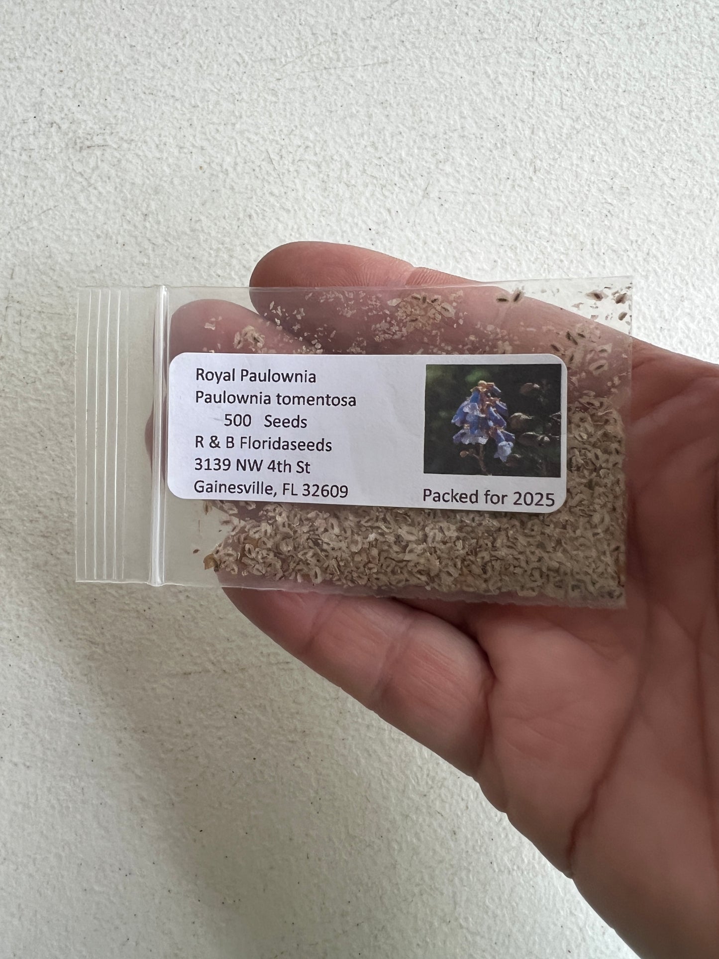 Royal Paulownia  100 Seeds  Paulownia tomentosa