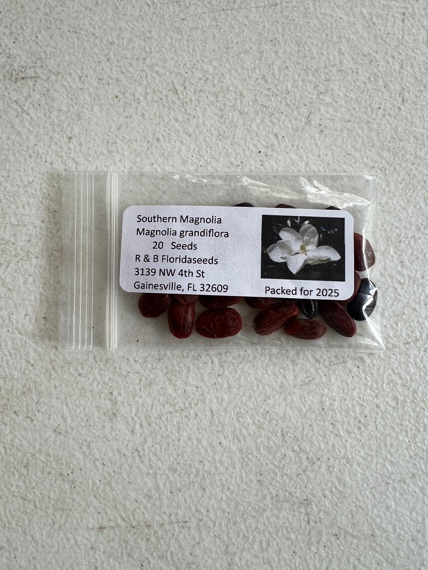 Southern Magnolia Magnolia grandiflora 20 Seeds