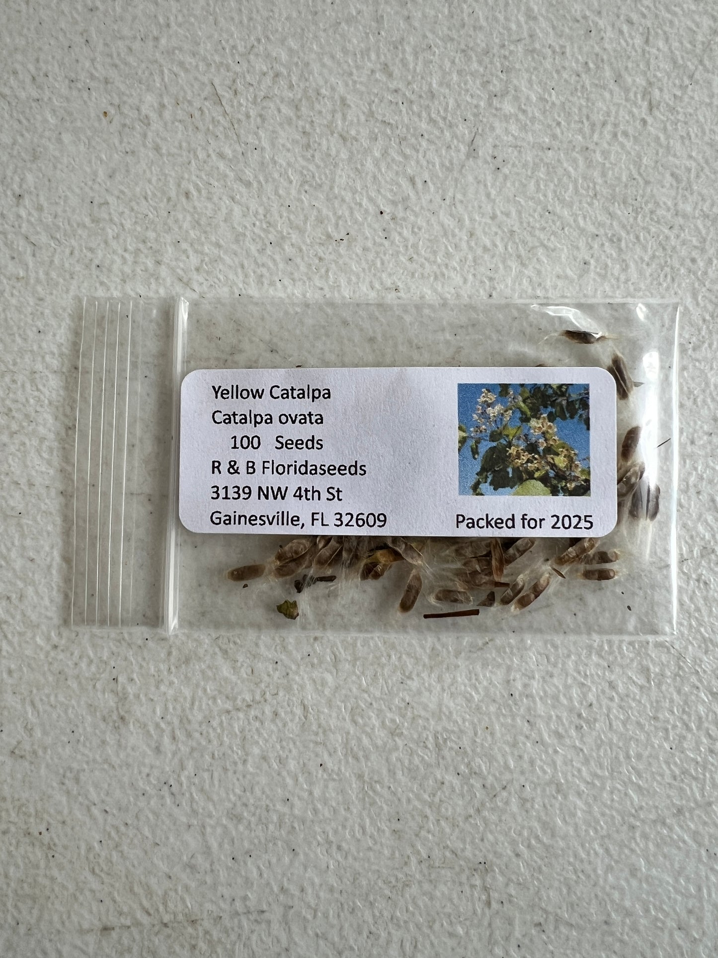 Yellow Catalpa Catalpa ovata 100 Seeds