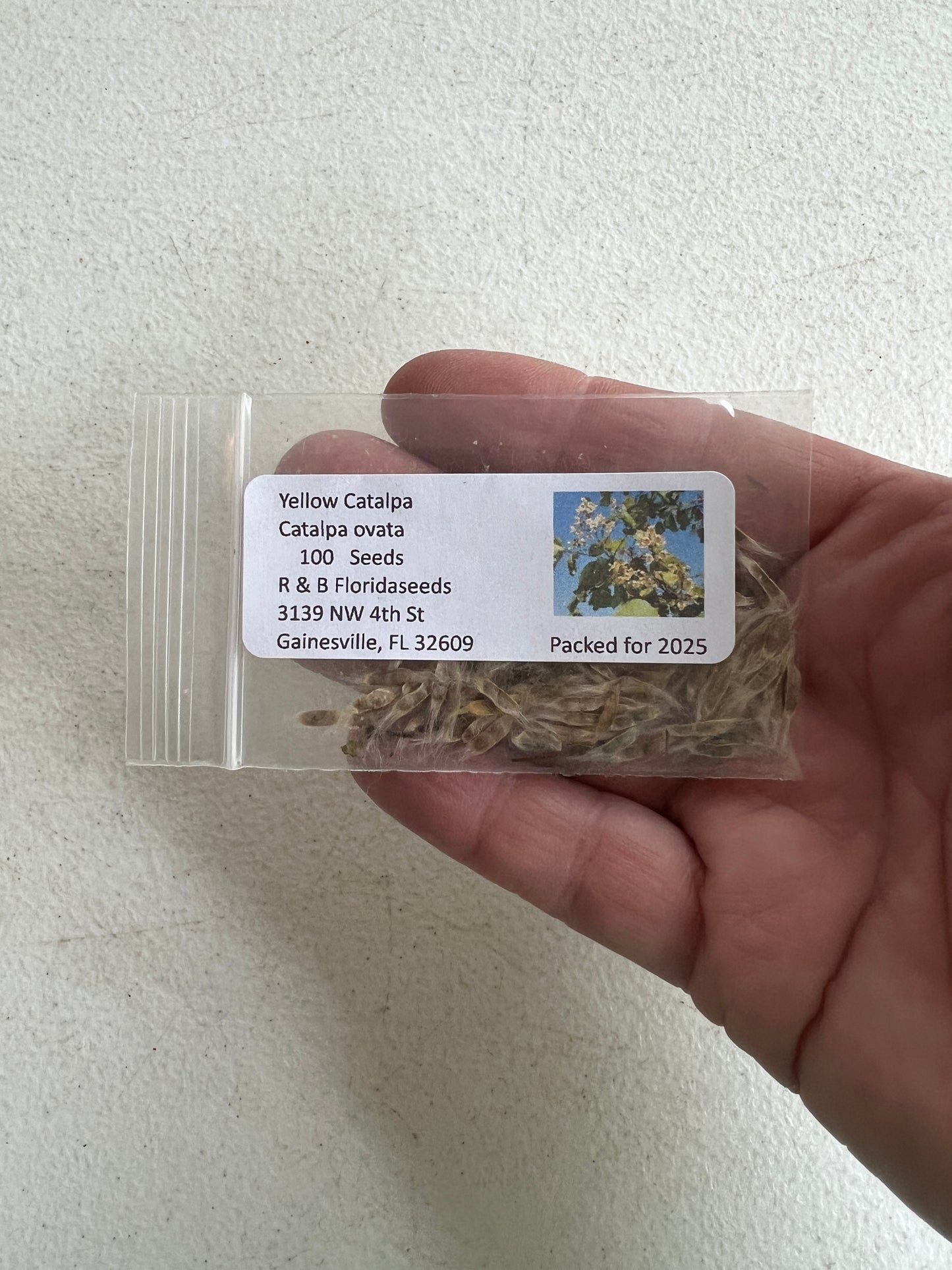 Yellow Catalpa Catalpa ovata 100 Seeds