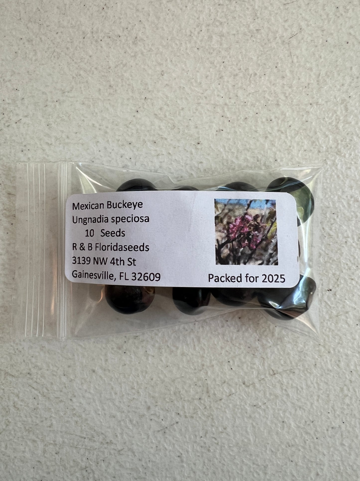 Mexican Buckeye  Ungnadia speciosa  10 Seeds