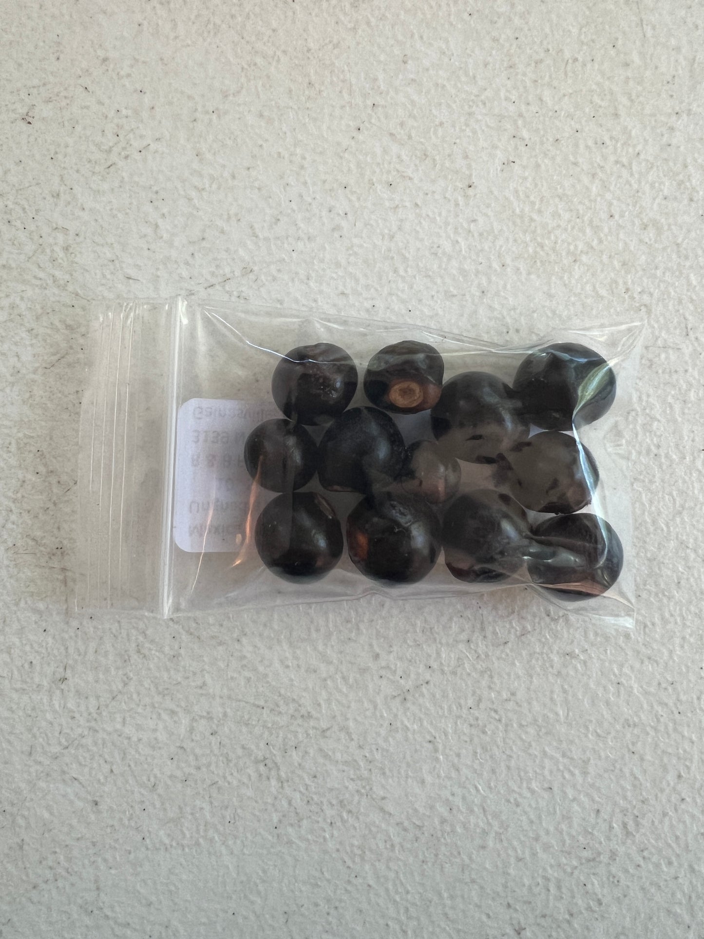Mexican Buckeye  Ungnadia speciosa  10 Seeds