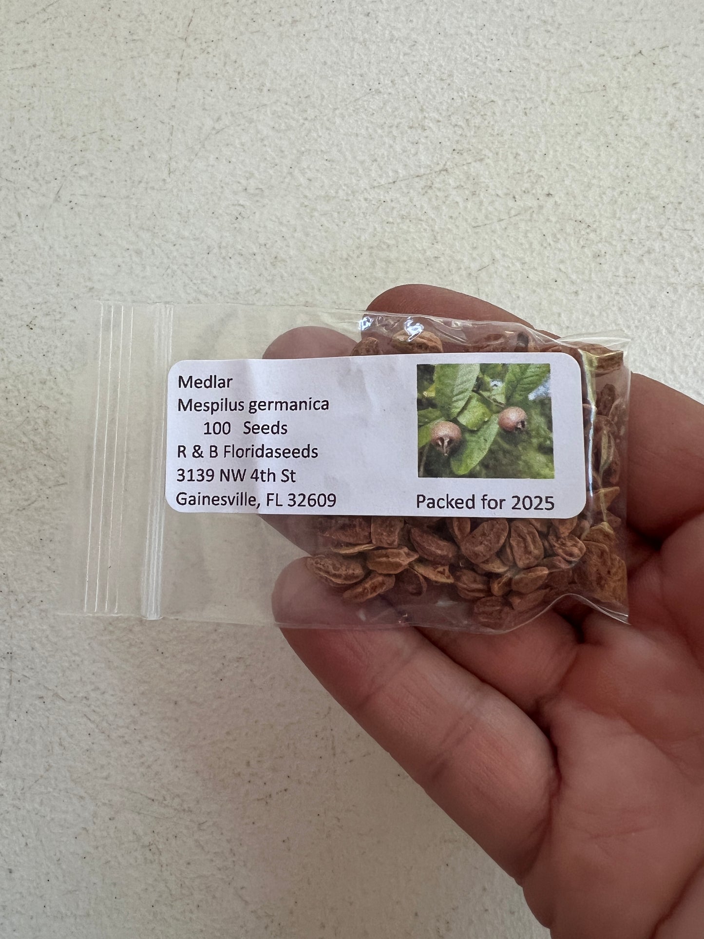 Medlar Mespilus germanica 100 Seeds