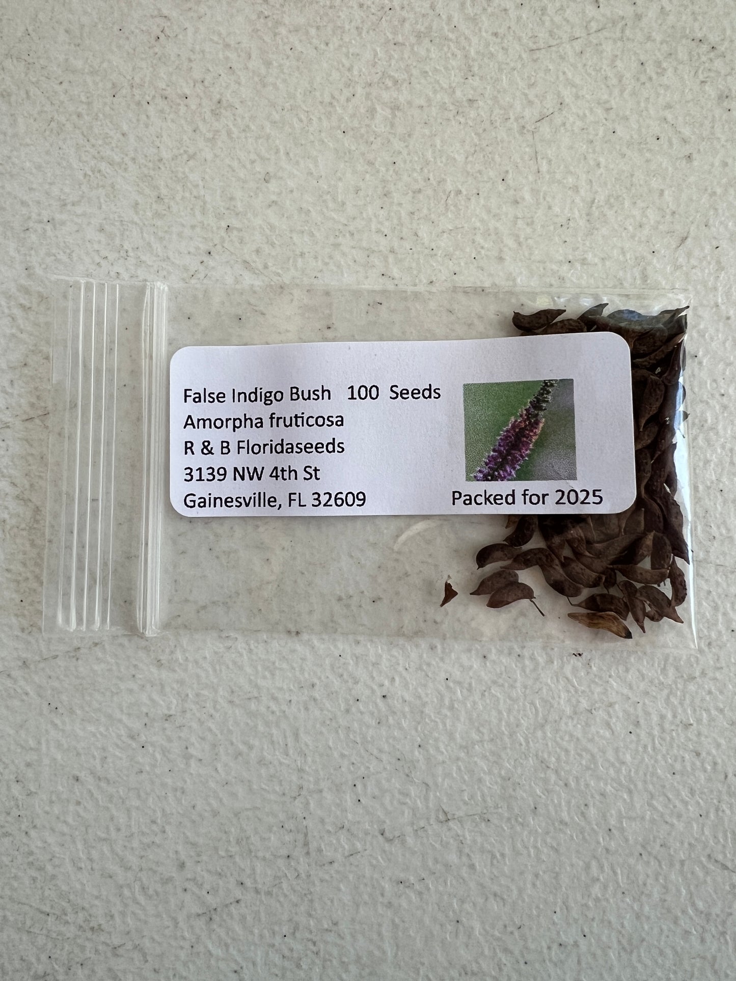 False Indigo Bush Amorpha fruticosa 100 Seeds