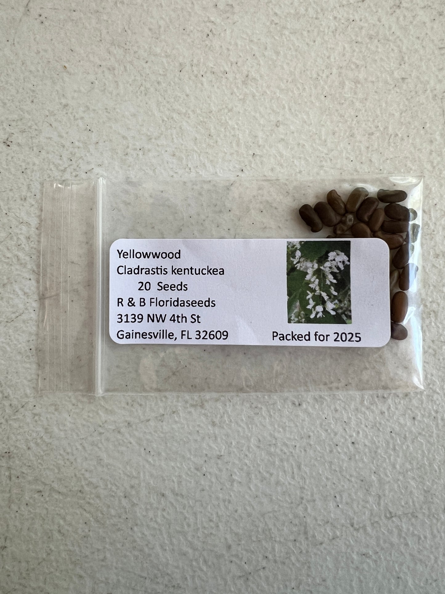 Yellowwood  20 Seeds  Cladrastis kentuckea