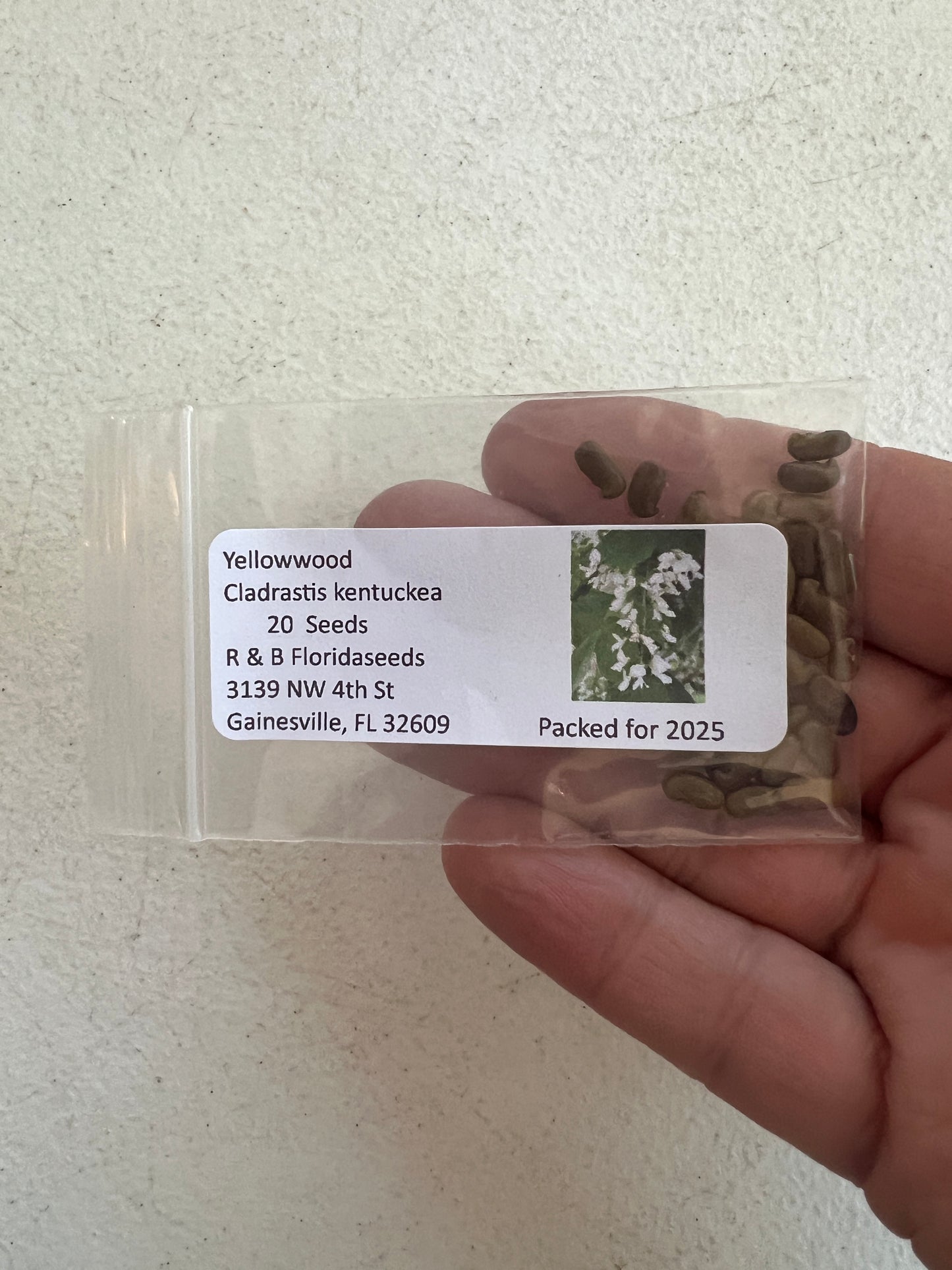 Yellowwood  20 Seeds  Cladrastis kentuckea