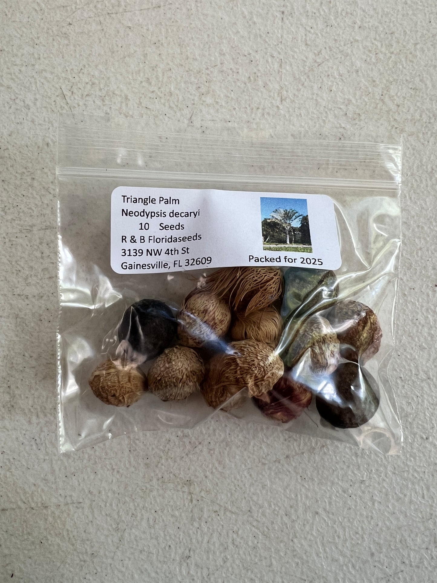 Triangle Palm Neodypsis decaryi 10 Seeds