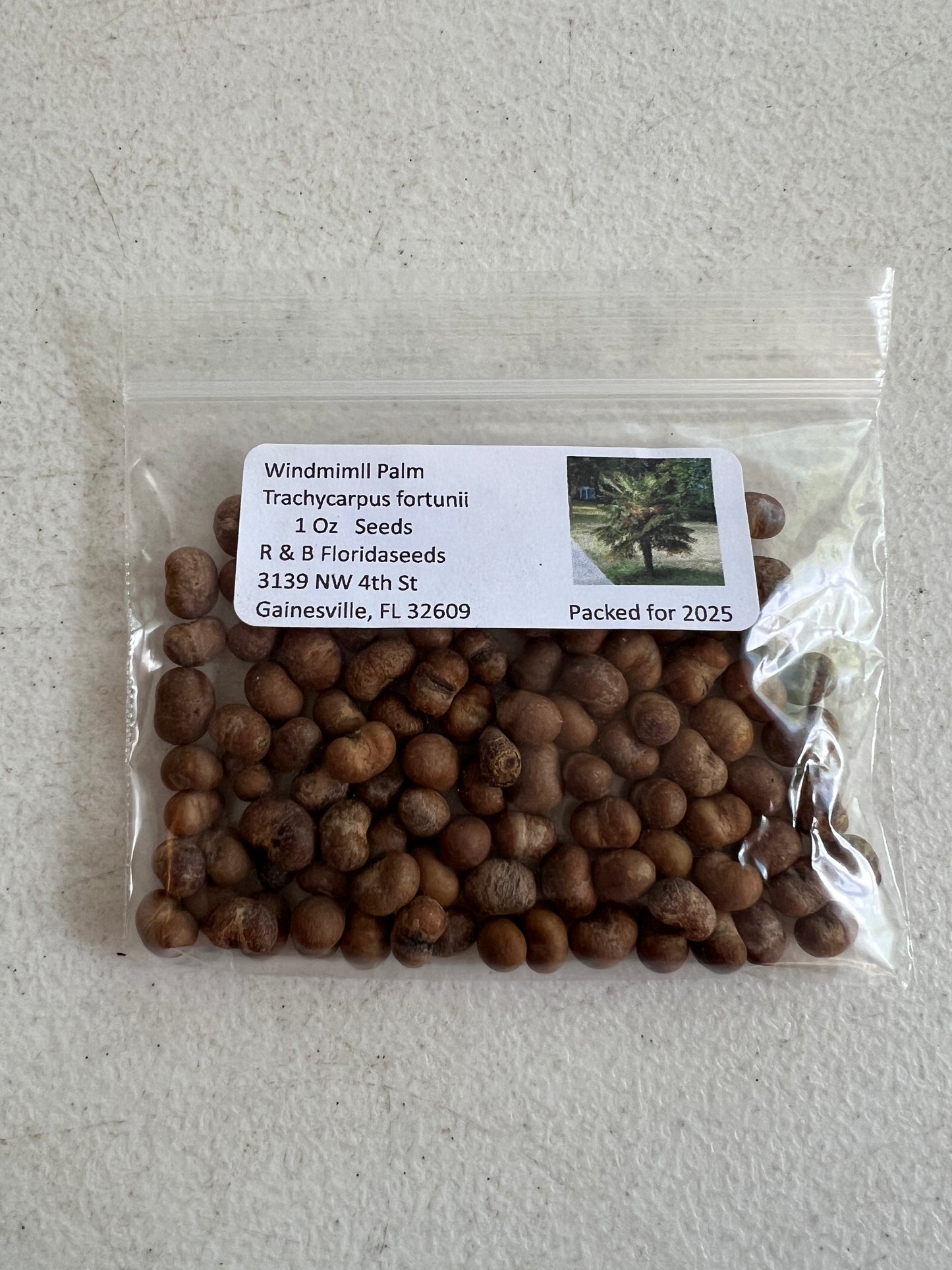 Windmill Palm  5 Seeds  Trachycarpus fortunii