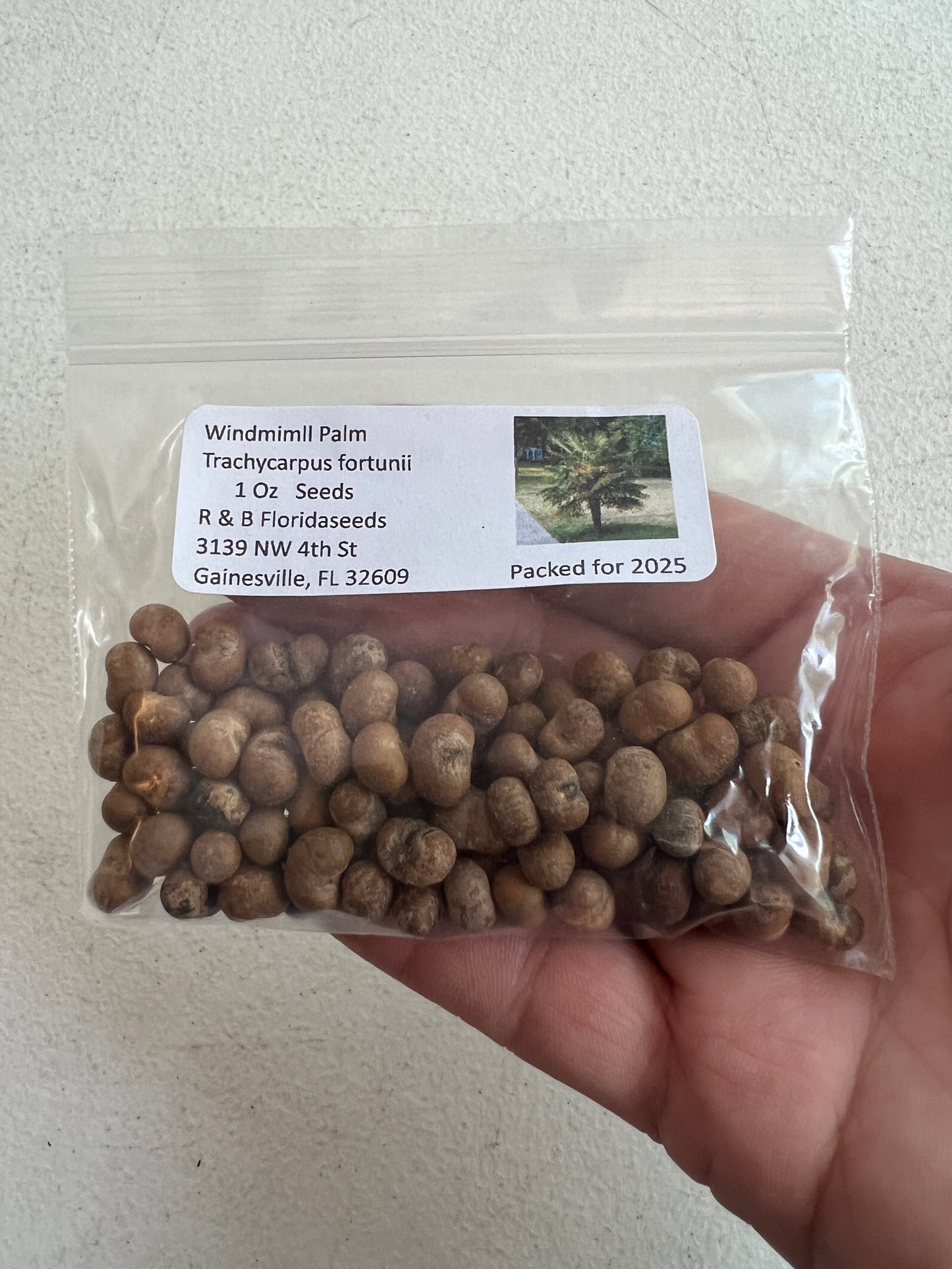Windmill Palm  5 Seeds  Trachycarpus fortunii