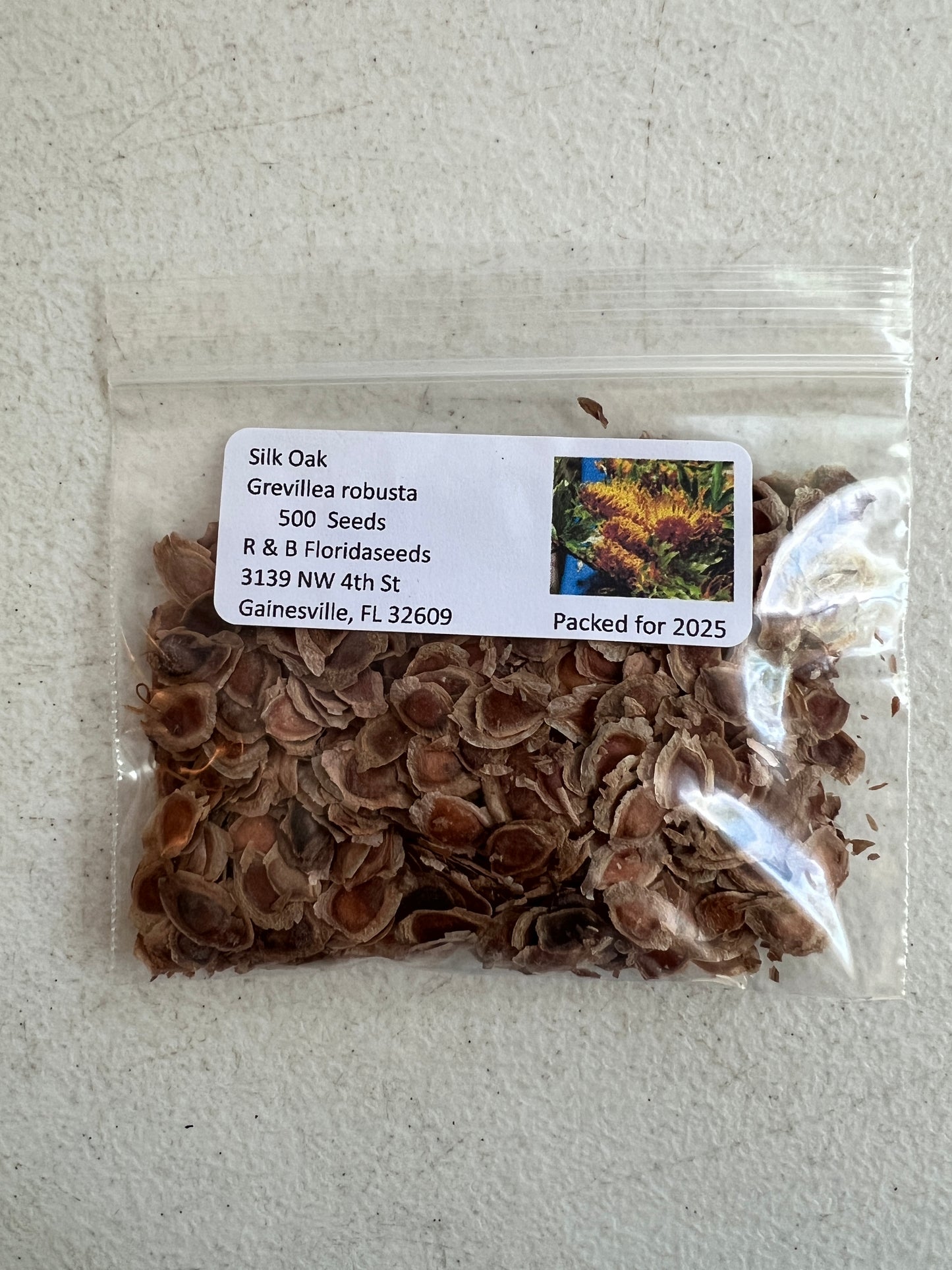 Silk Oak  100 Seeds  Grevillea robusta
