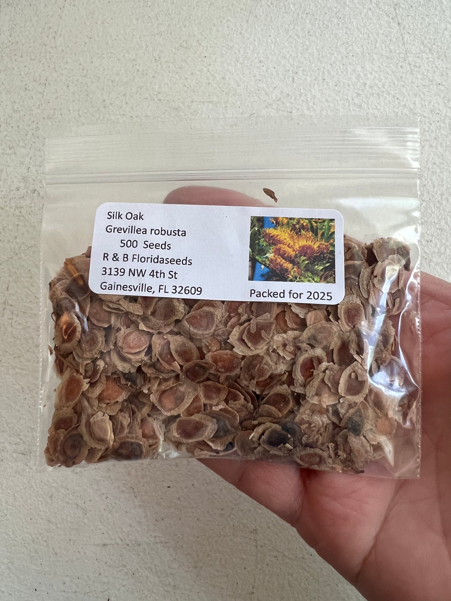 Silk Oak  100 Seeds  Grevillea robusta
