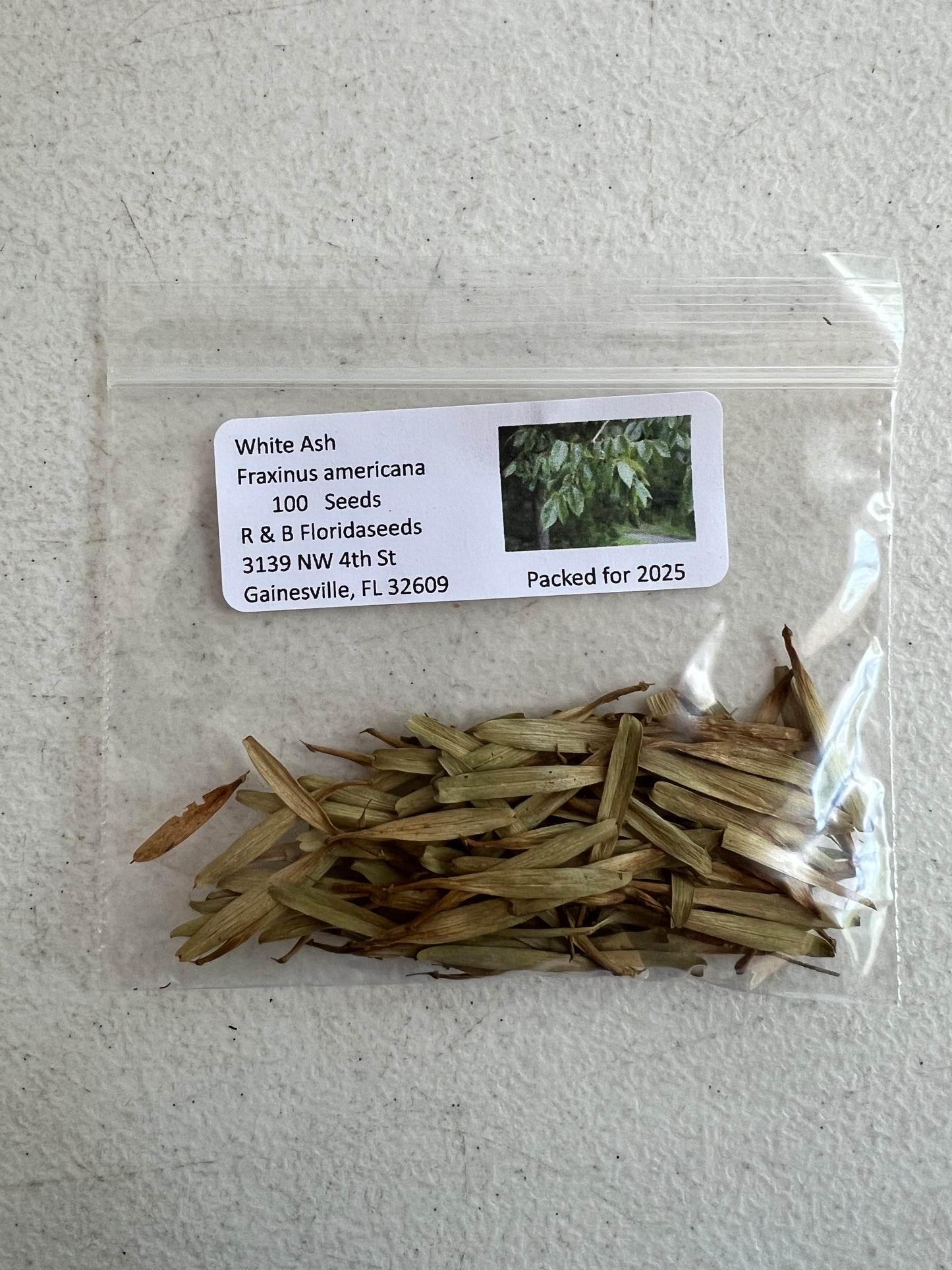 White Ash  100 Seeds  Fraxinus americana