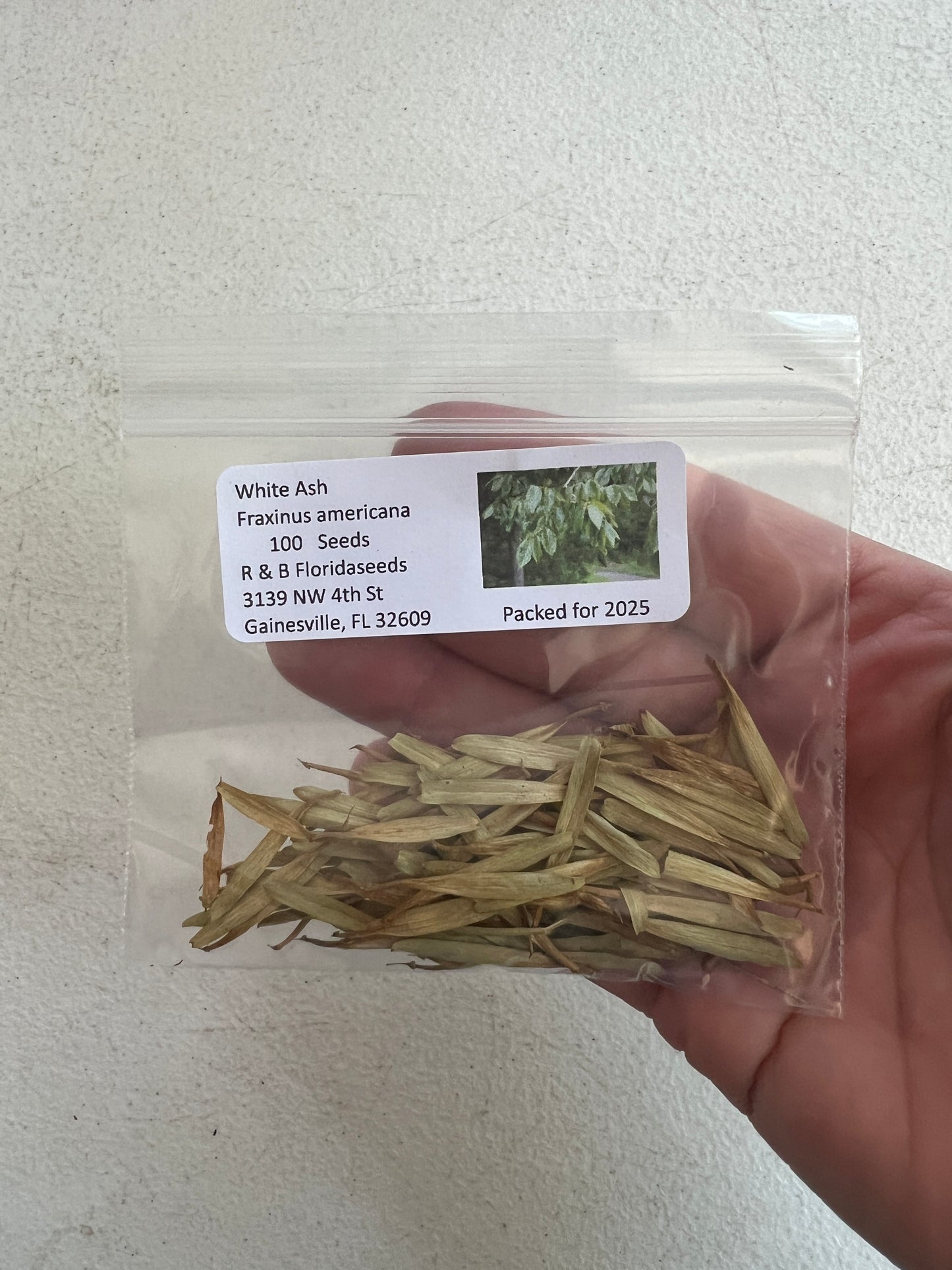 White Ash  100 Seeds  Fraxinus americana