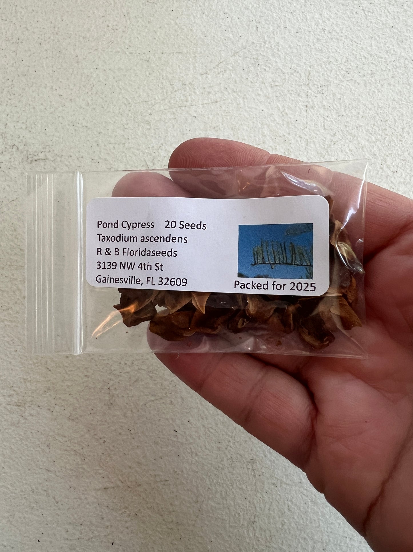 Pond Cypress  Taxodium ascendens  20 Seeds