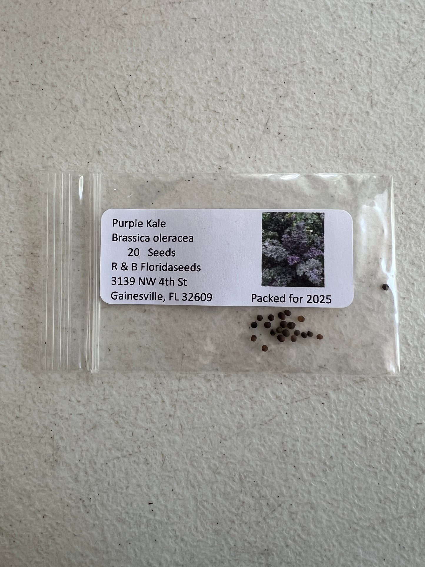 Purple Kale  100 Seeds  Brassica oleracea