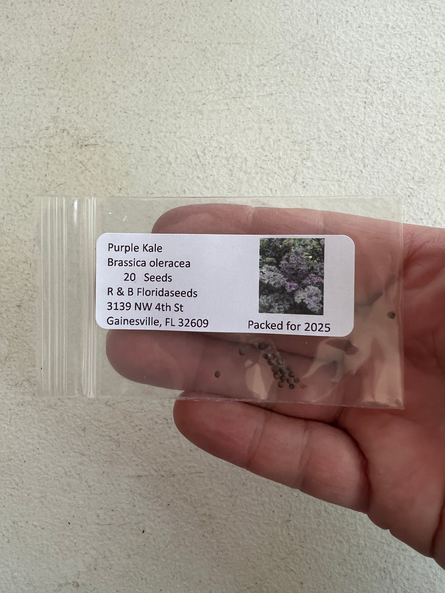 Purple Kale  100 Seeds  Brassica oleracea