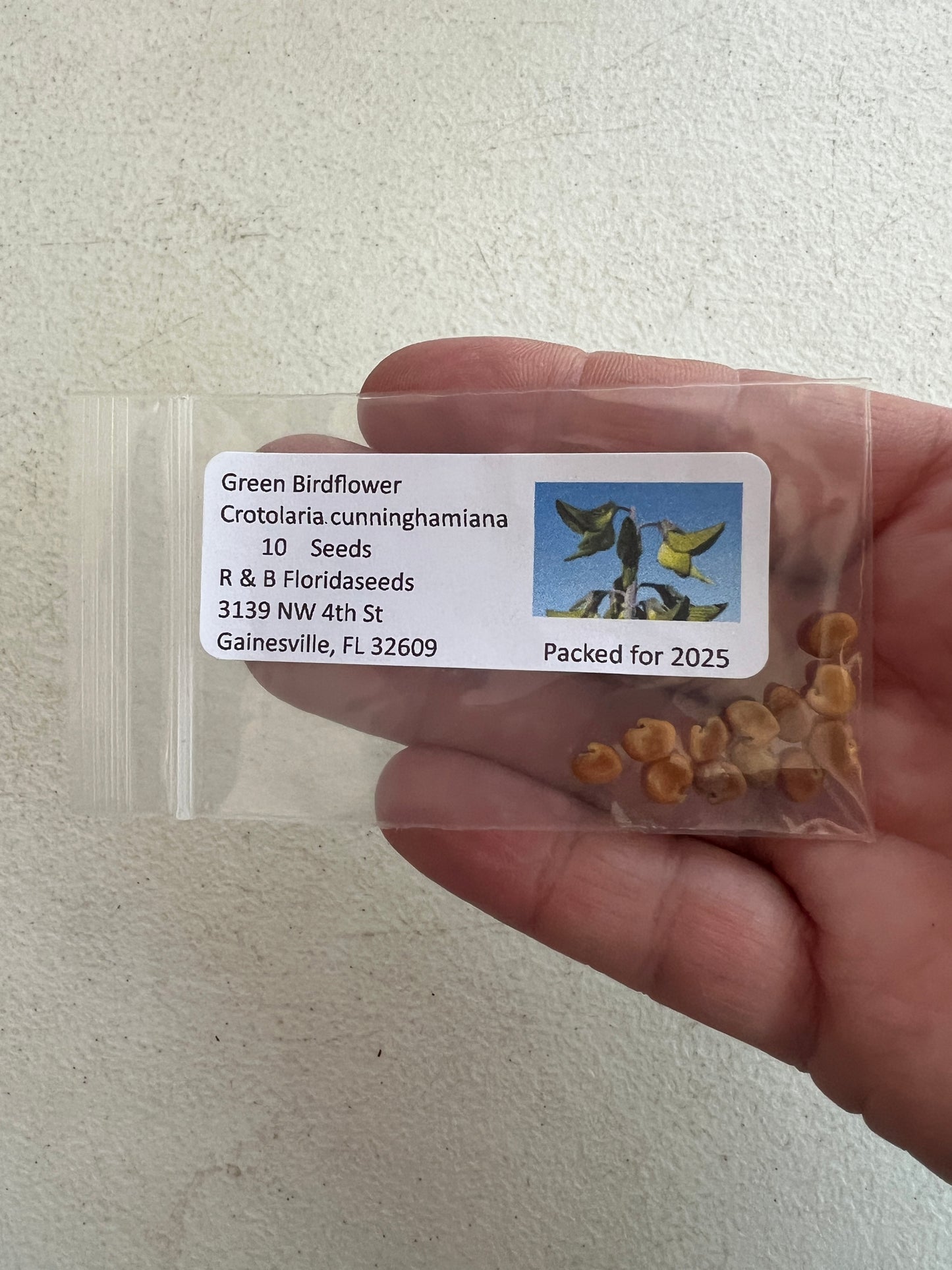 Green Birdflower 5 Seeds Crotalaria cunninghamii