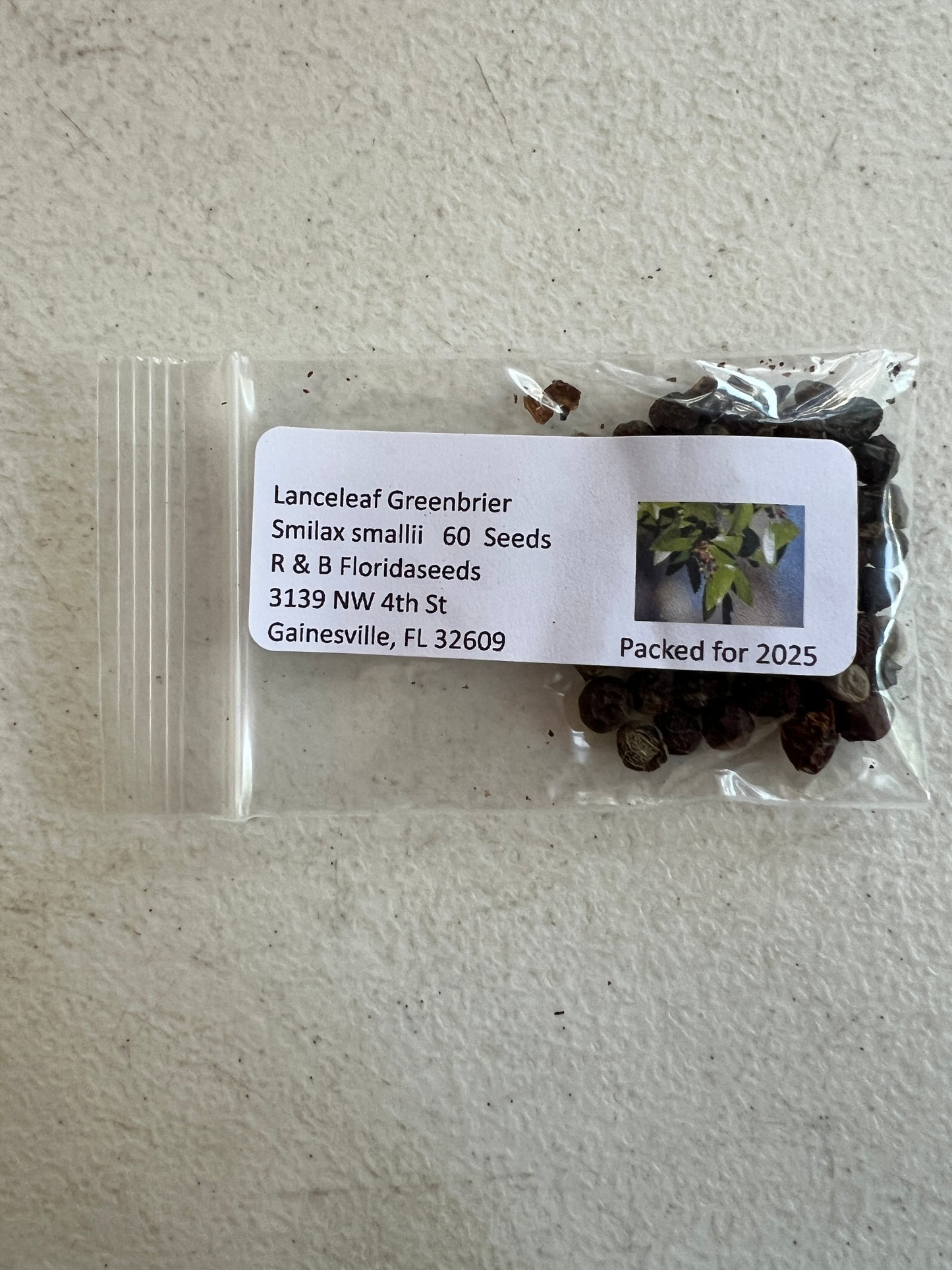 Lanceleaf Greenbrier   20 Seeds   Smilax smallii