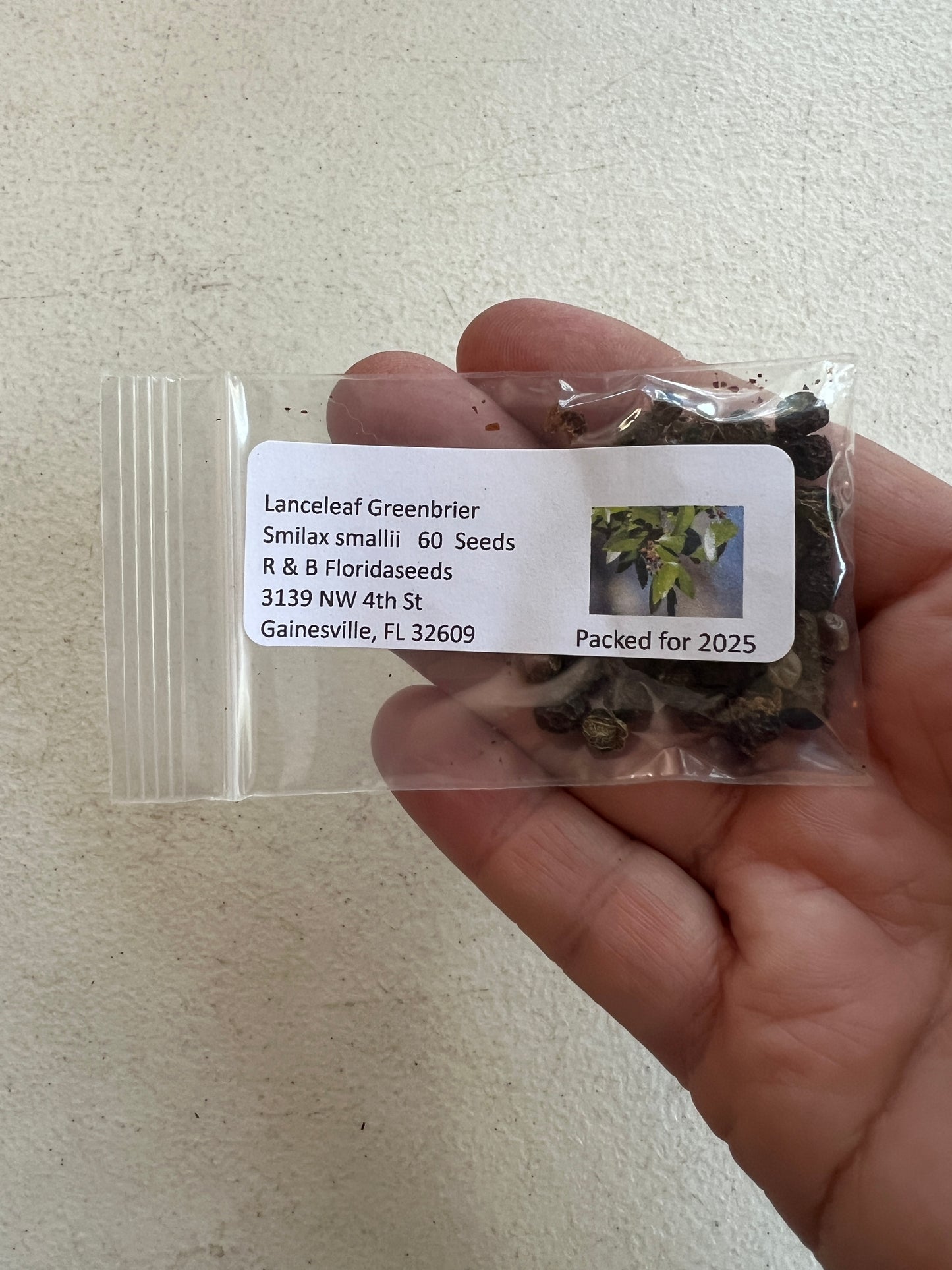 Lanceleaf Greenbrier   20 Seeds   Smilax smallii
