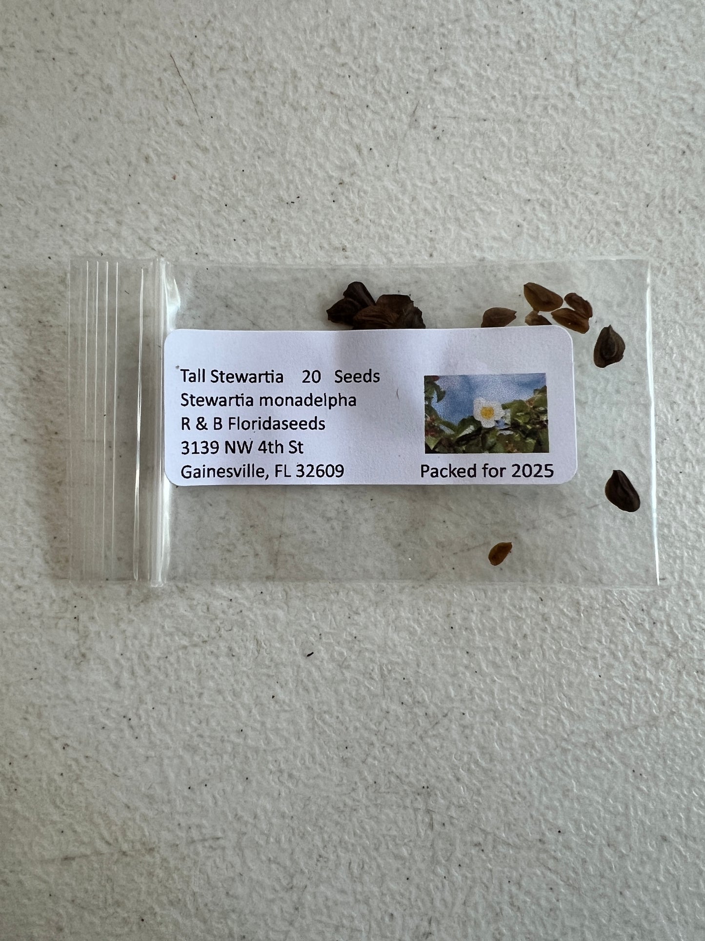 Tall Stewartia  5 Seeds  Stewartia monadelpha