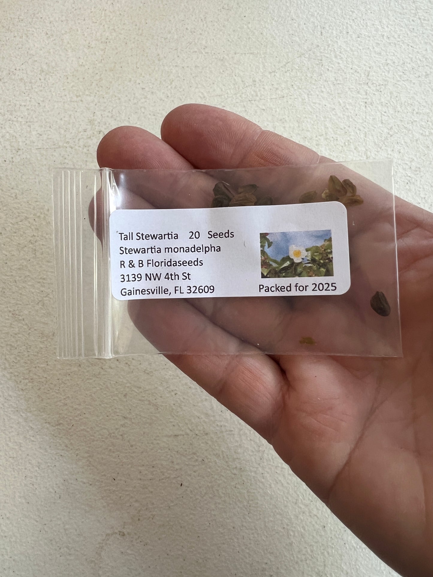 Tall Stewartia  5 Seeds  Stewartia monadelpha