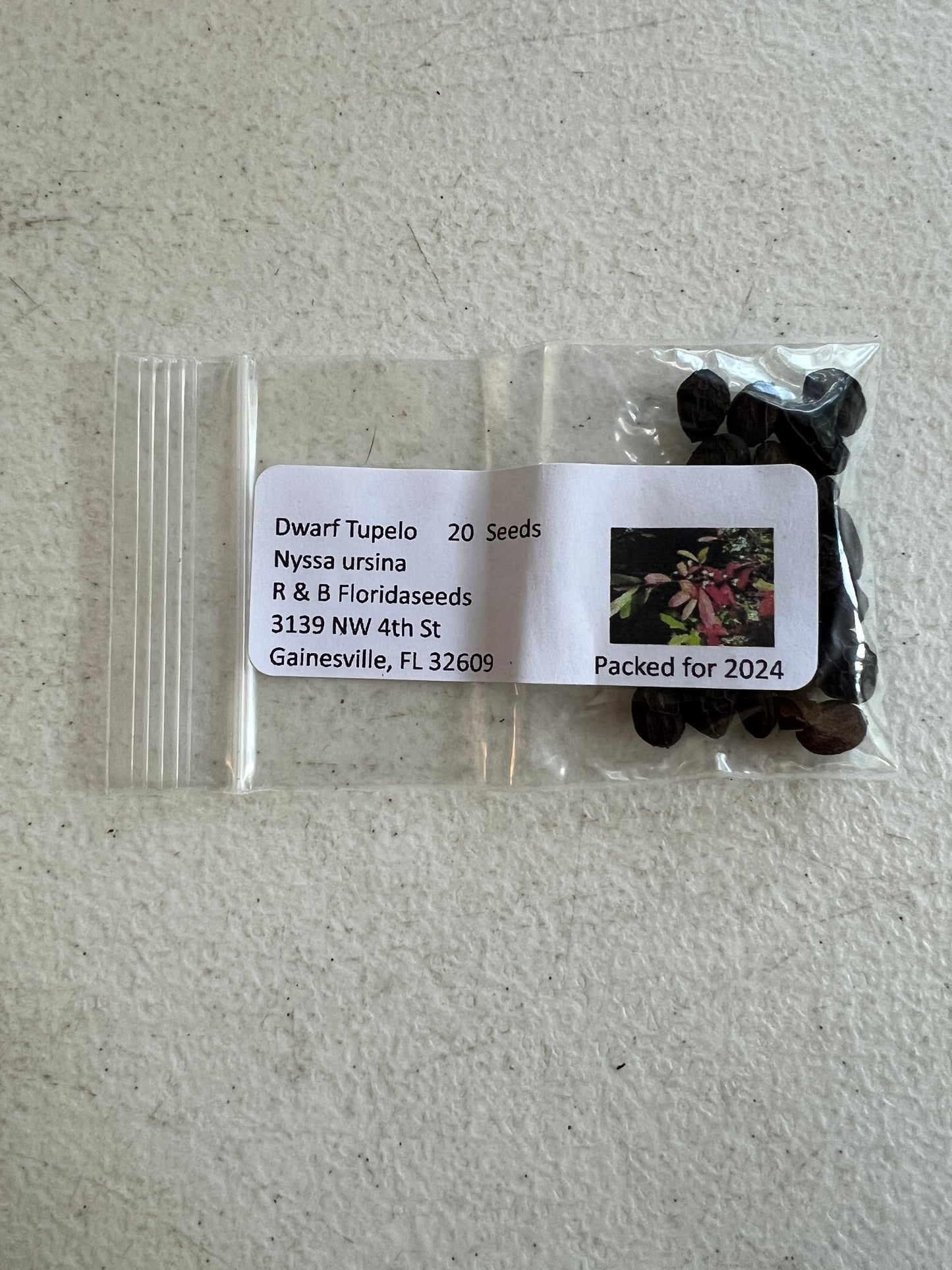 Dwarf Tupelo Tree Bear Tupelo Nyssa ursina 10 Seeds