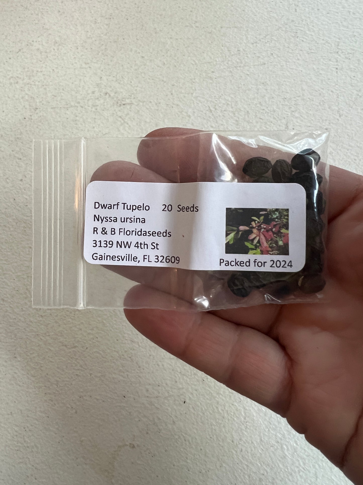 Dwarf Tupelo Tree Bear Tupelo Nyssa ursina 10 Seeds