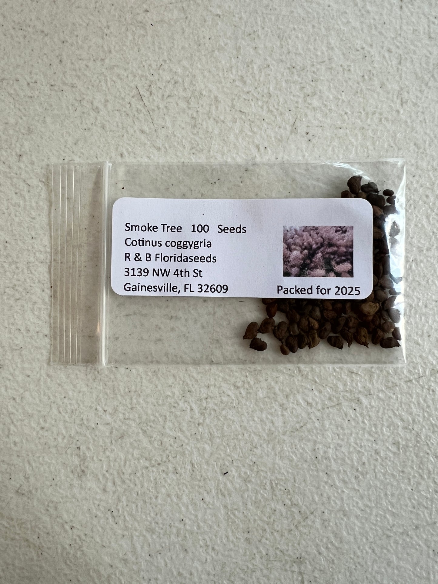 Smoke Tree Cotinus coggygria 100 Seeds