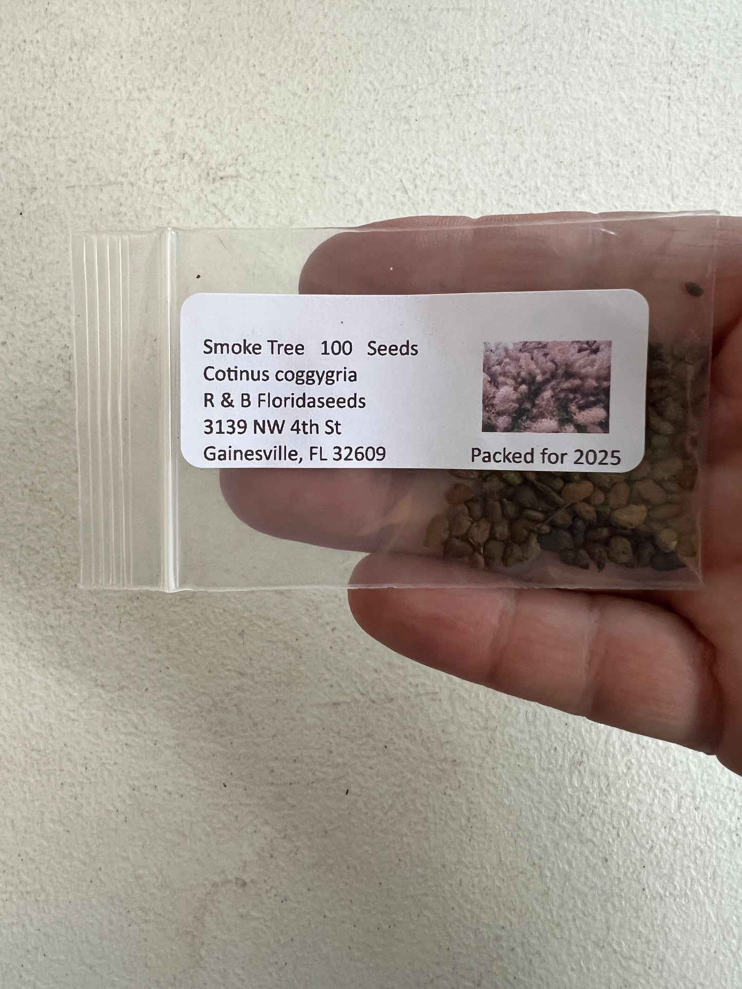 Smoke Tree Cotinus coggygria 100 Seeds