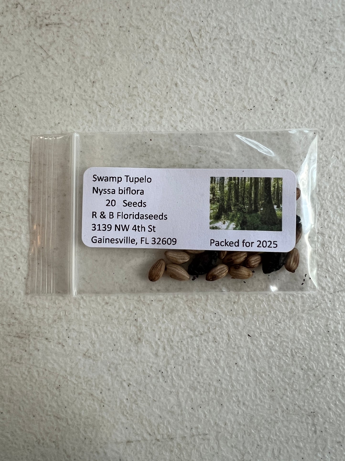 Swamp Tupelo Nyssa biflora 10 Seeds