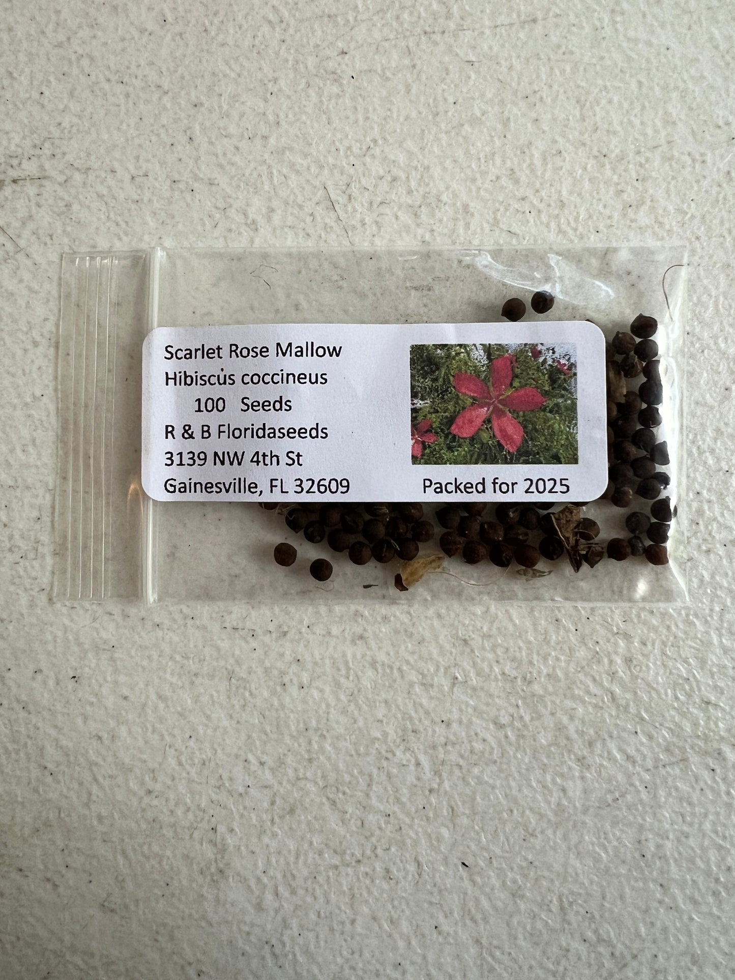 Scarlet Rose Mallow 100 Seeds Hibiscus coccineus