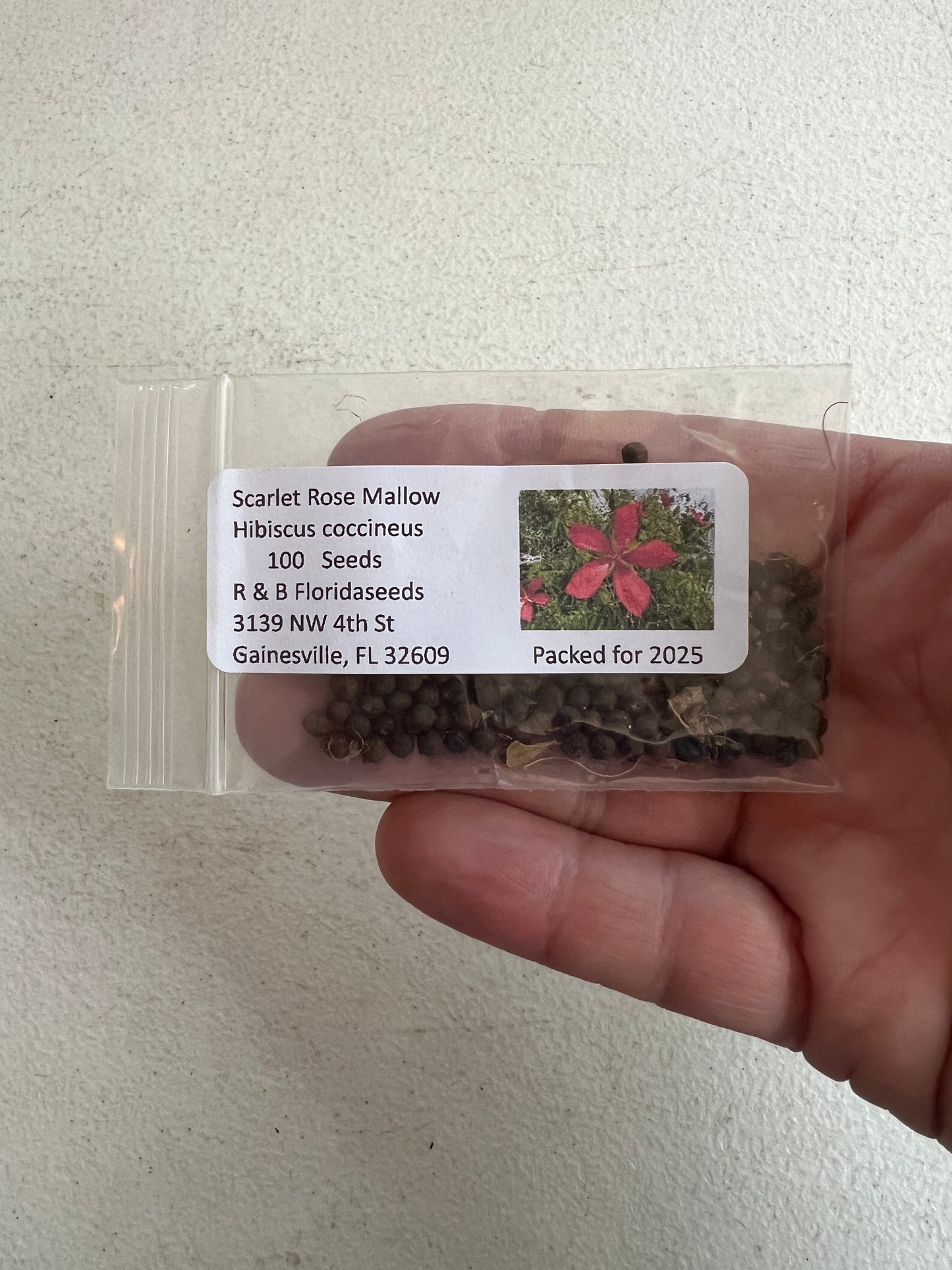 Scarlet Rose Mallow 100 Seeds Hibiscus coccineus
