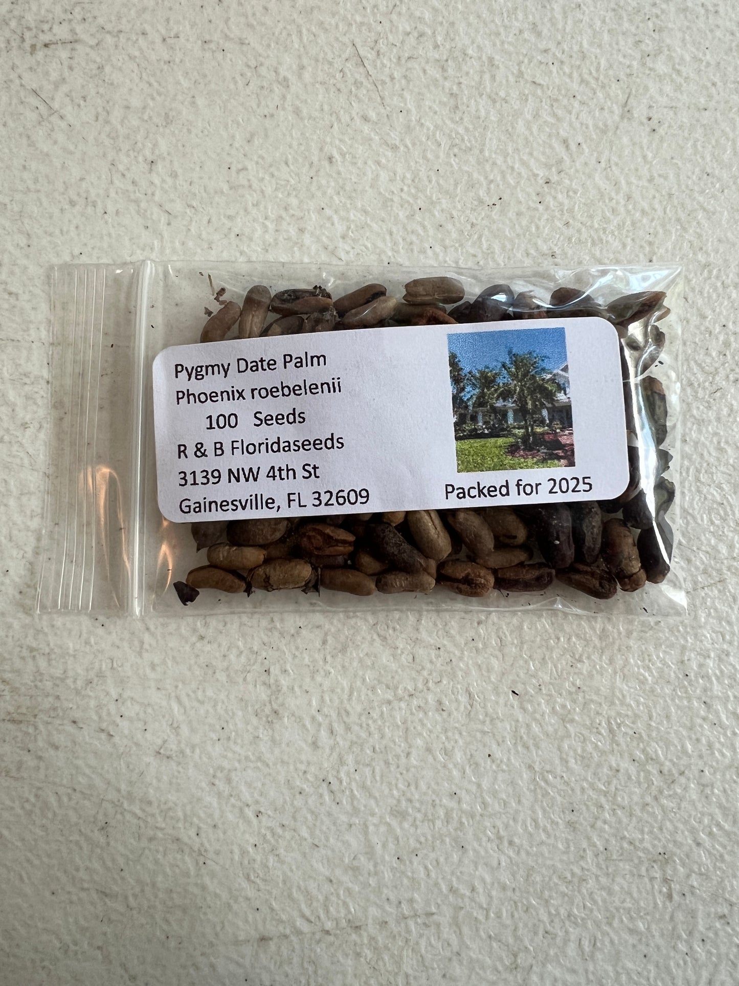 Pygmy Date Palm Phoenix roebelenii 100 Seeds