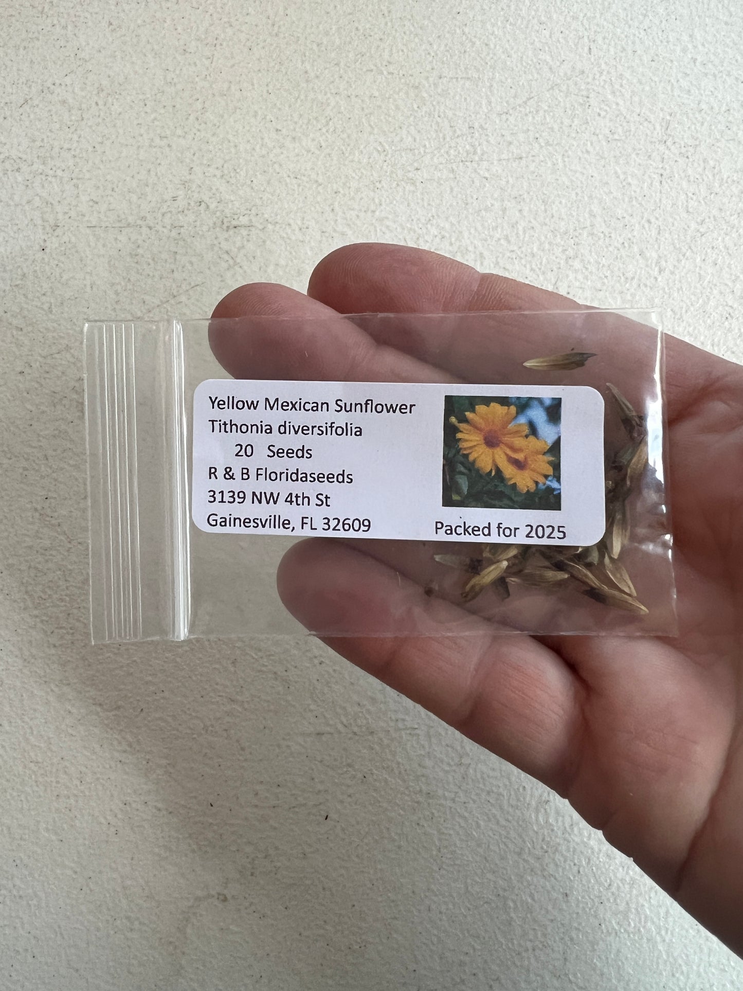 Yellow Mexican Sunflower  Tithonia diversifolia  20 Seeds