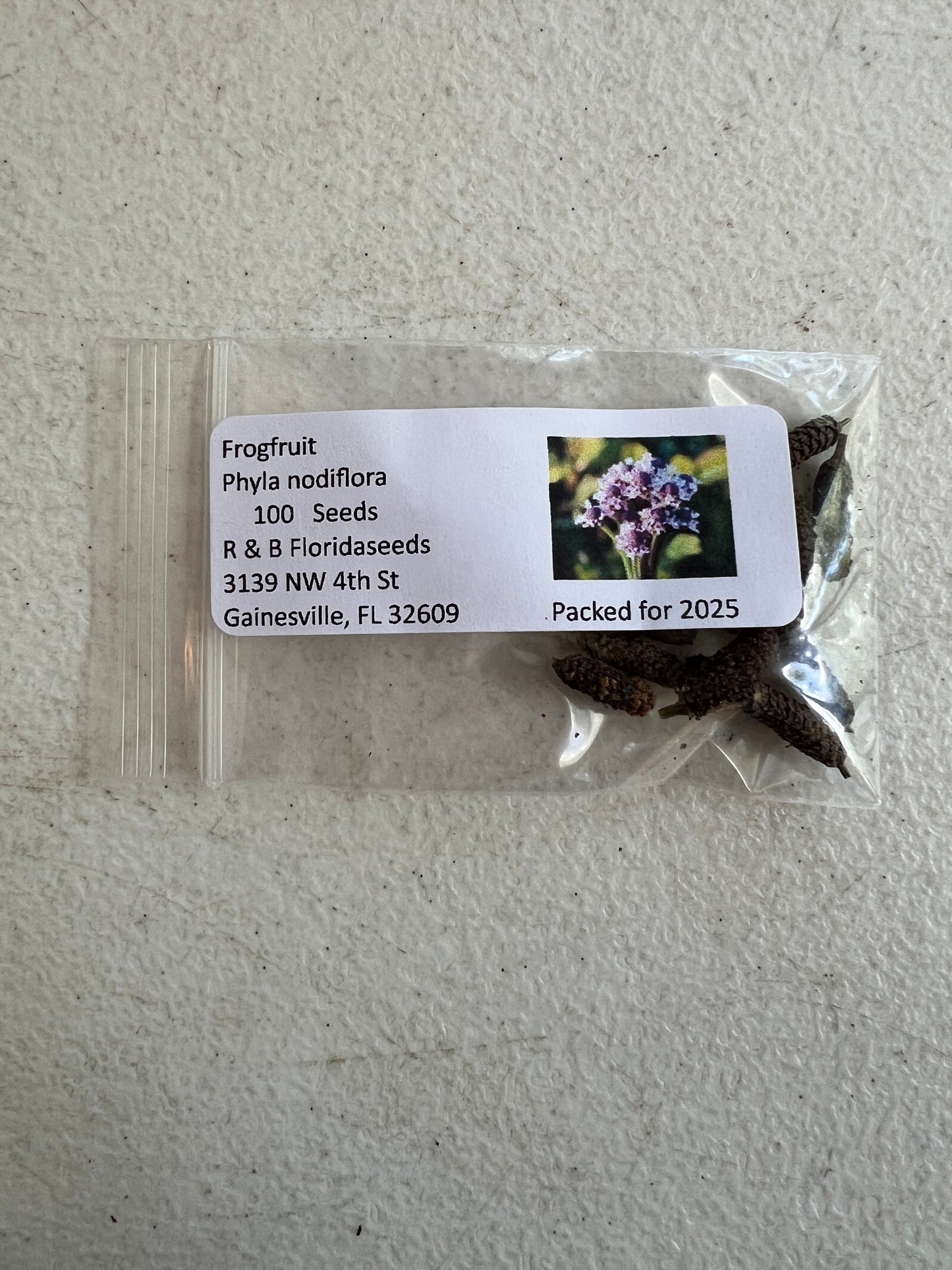 Frogfruit Groundcover 50 Seeds Phyla nodiflora