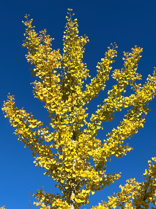 Ginkgo   10 Seeds   Ginkgo biloba