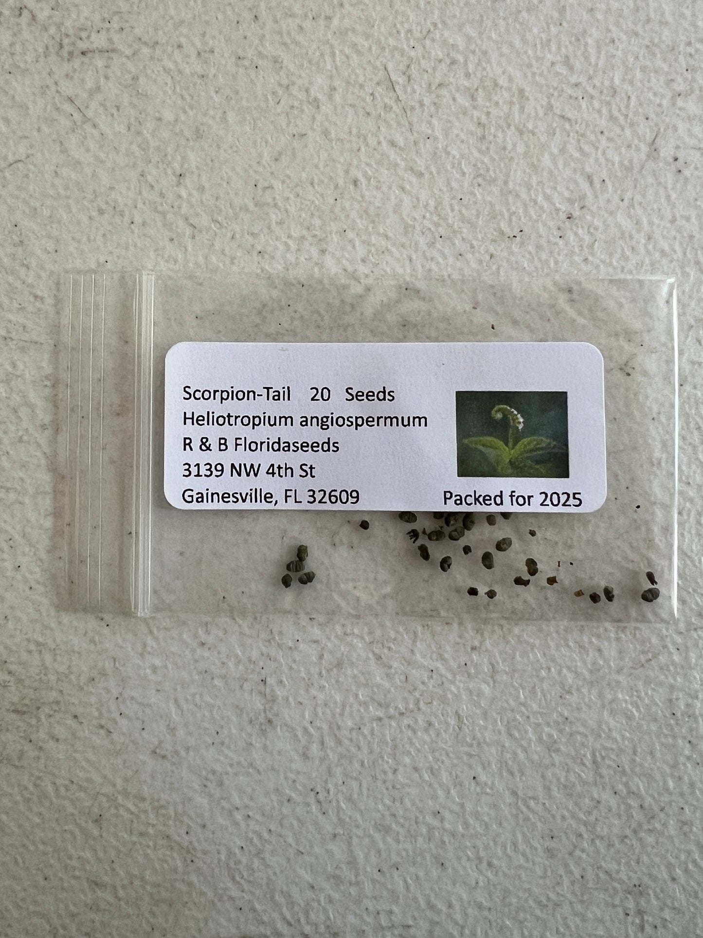 Scorpion-Tail Butterfly Heliotrope Heliotropium angiospermum 20 Seeds