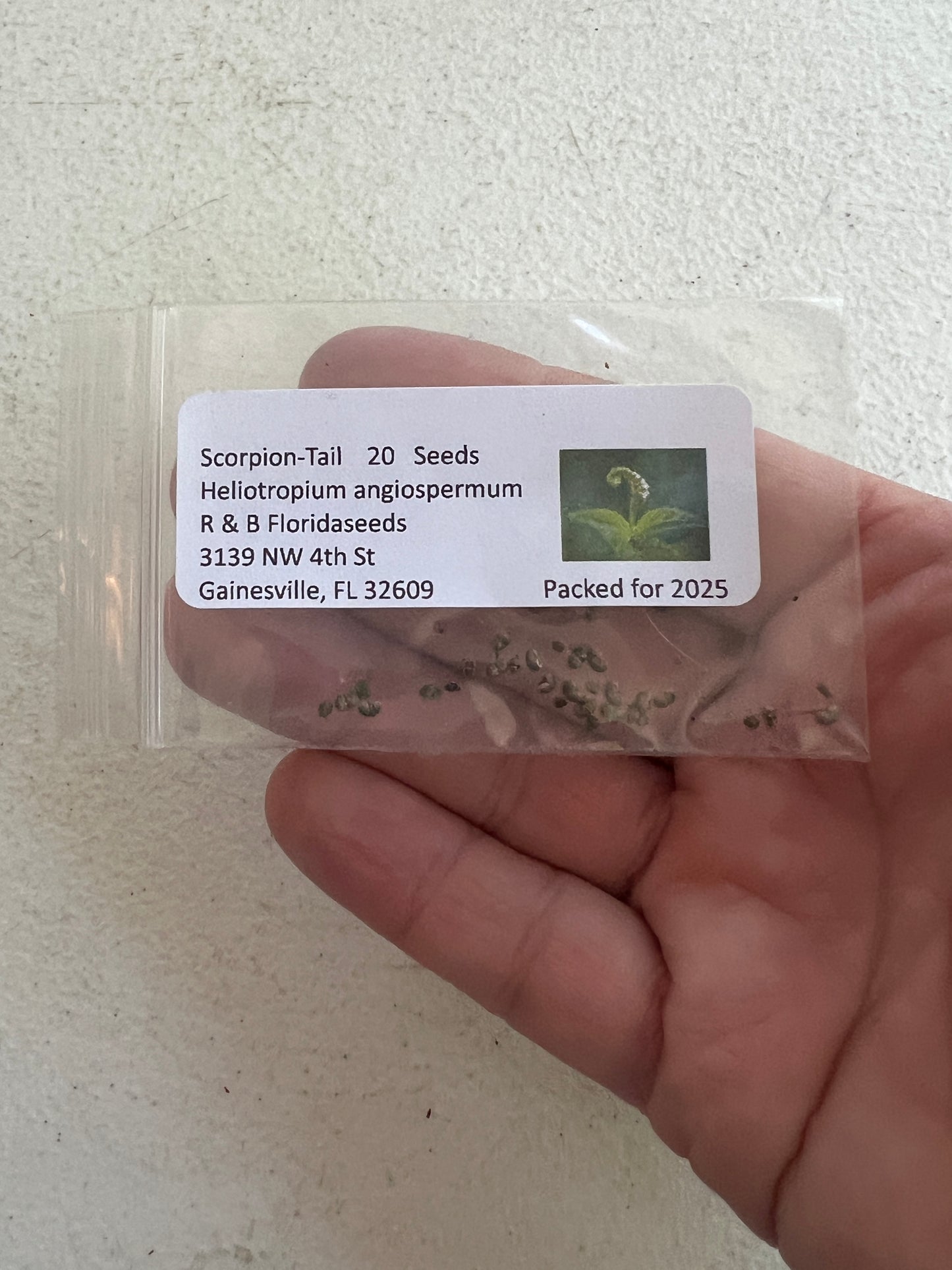 Scorpion-Tail Butterfly Heliotrope Heliotropium angiospermum 20 Seeds