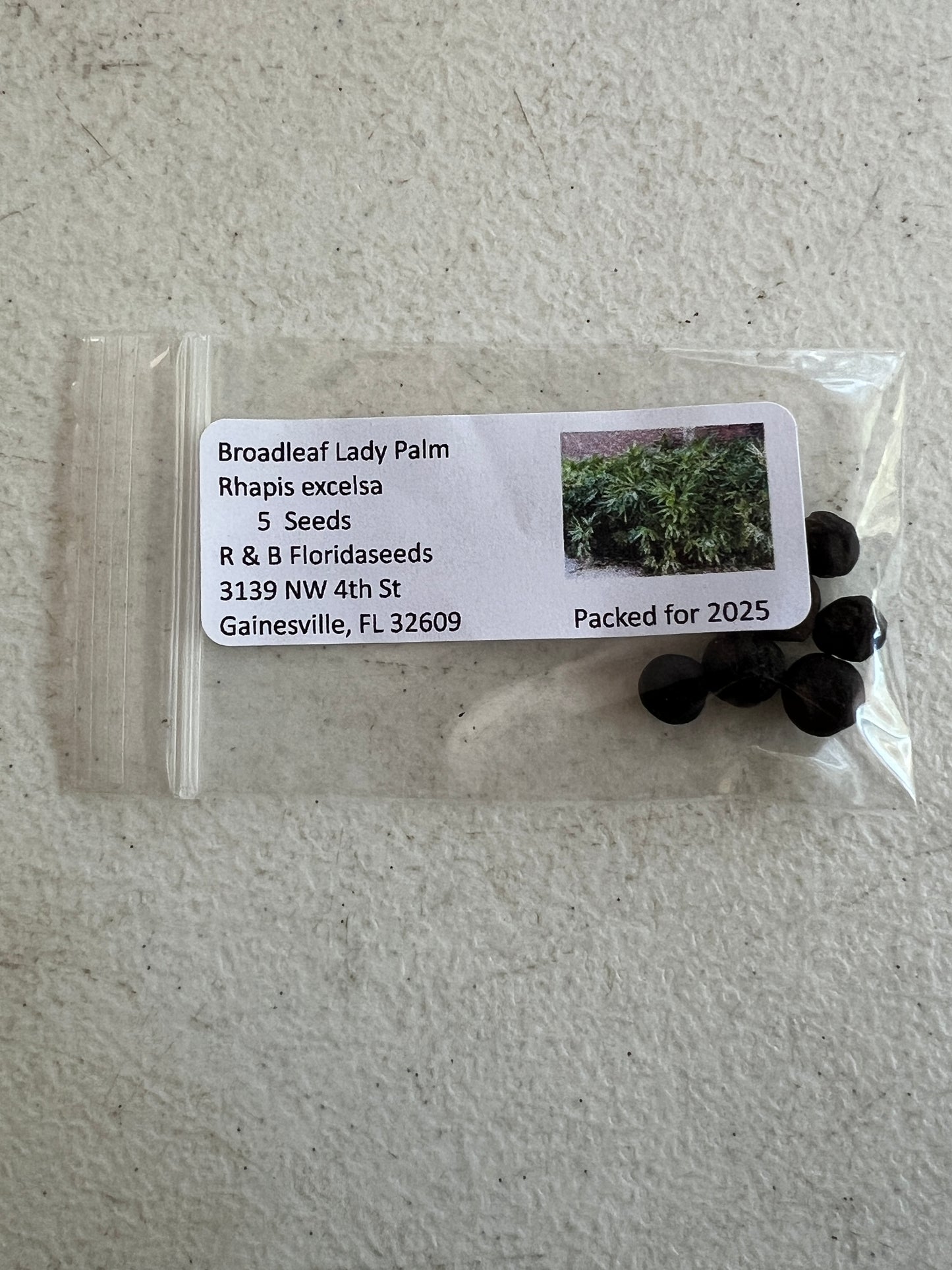 Broadleaf Lady Palm Rhapis excelsa 5 Seeds