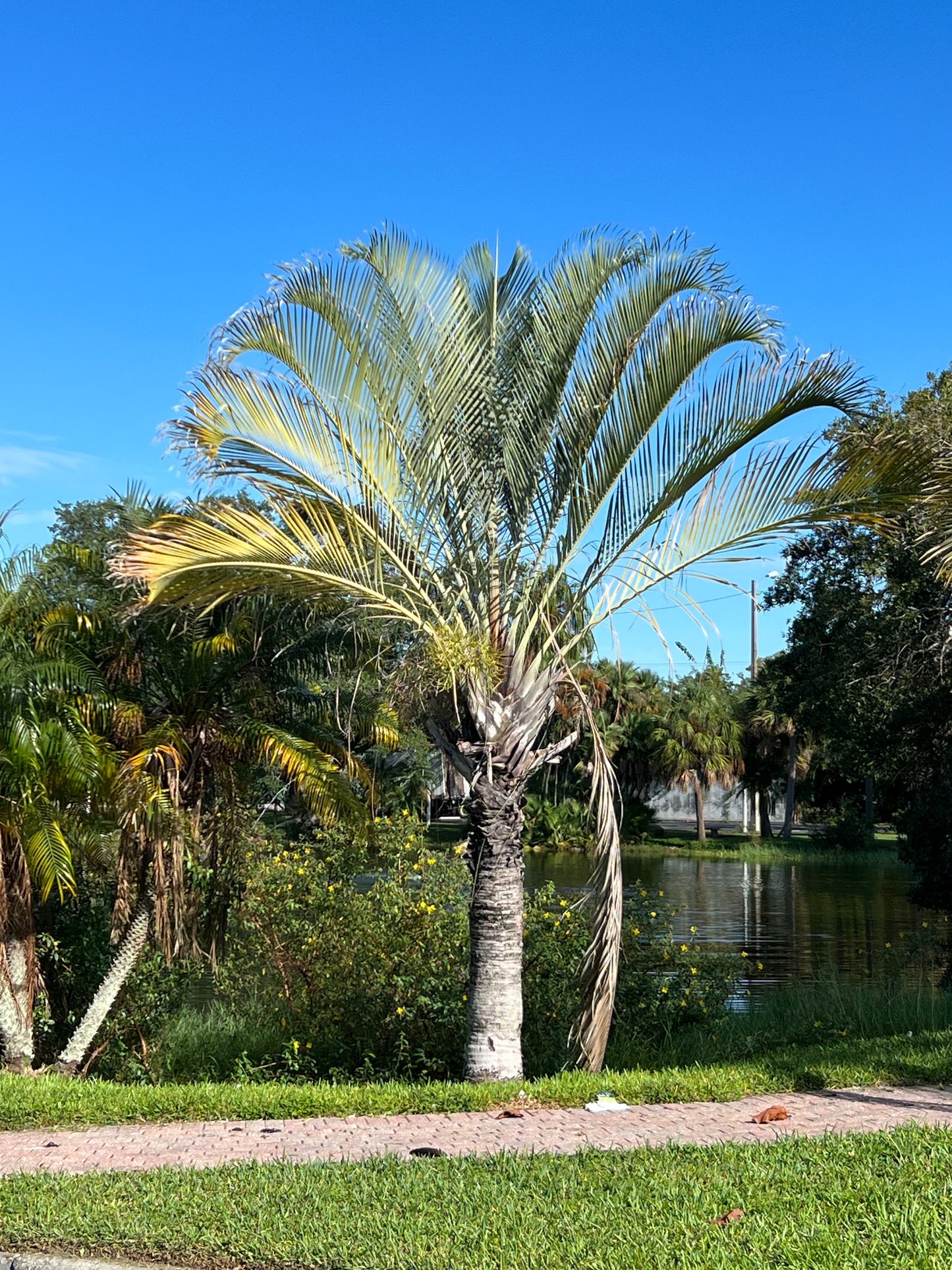 Triangle Palm Neodypsis decaryi 10 Seeds
