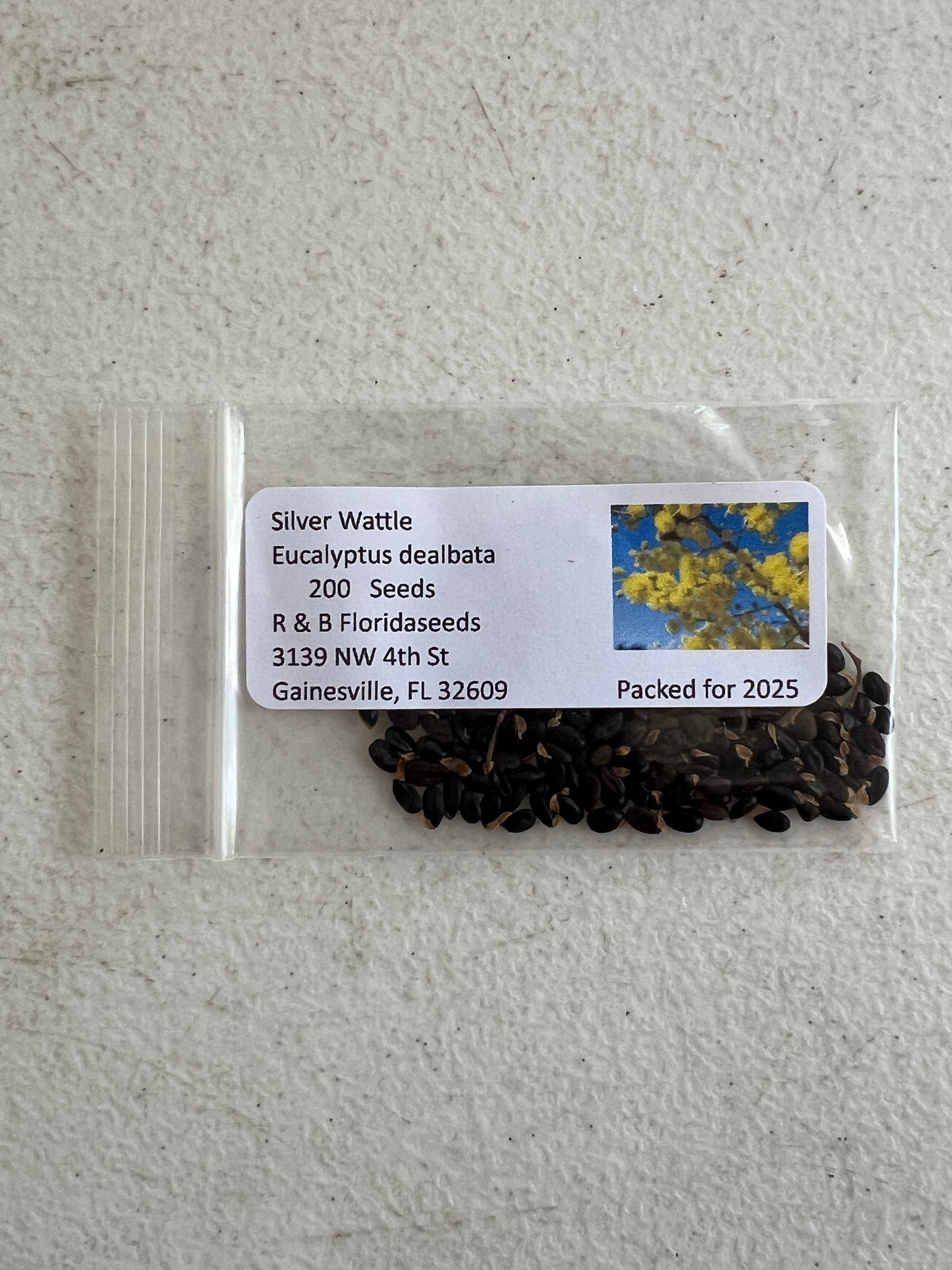Silver Wattle Acacia dealbata 200 Seeds