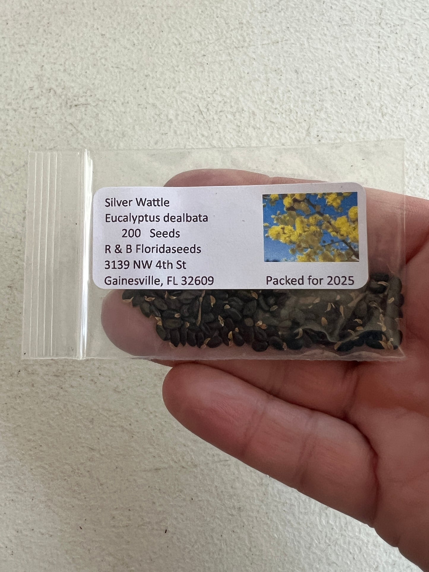 Silver Wattle Acacia dealbata 200 Seeds