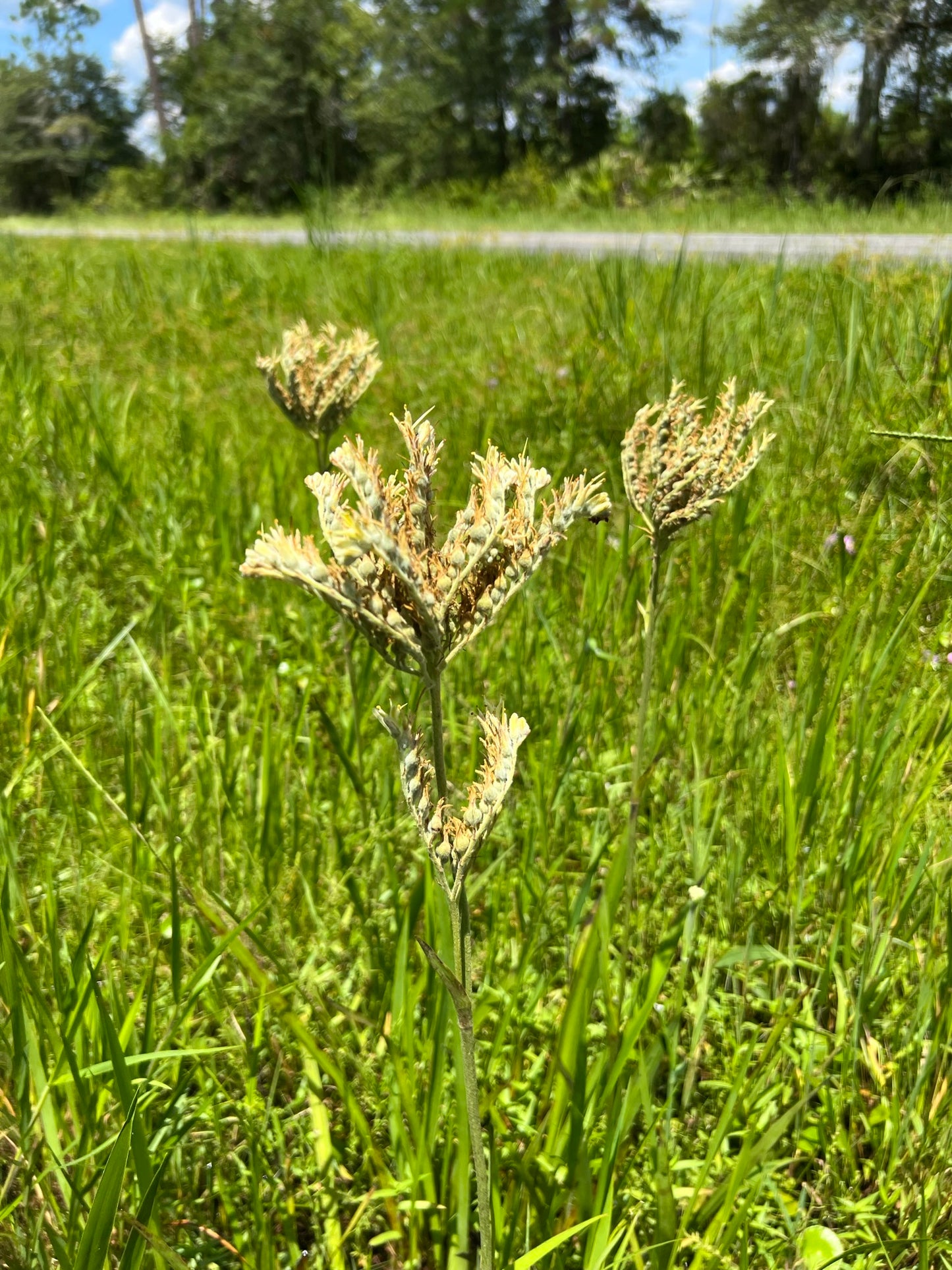 Carolina Redroot   10 Seeds   Lachnanthes caroliniana