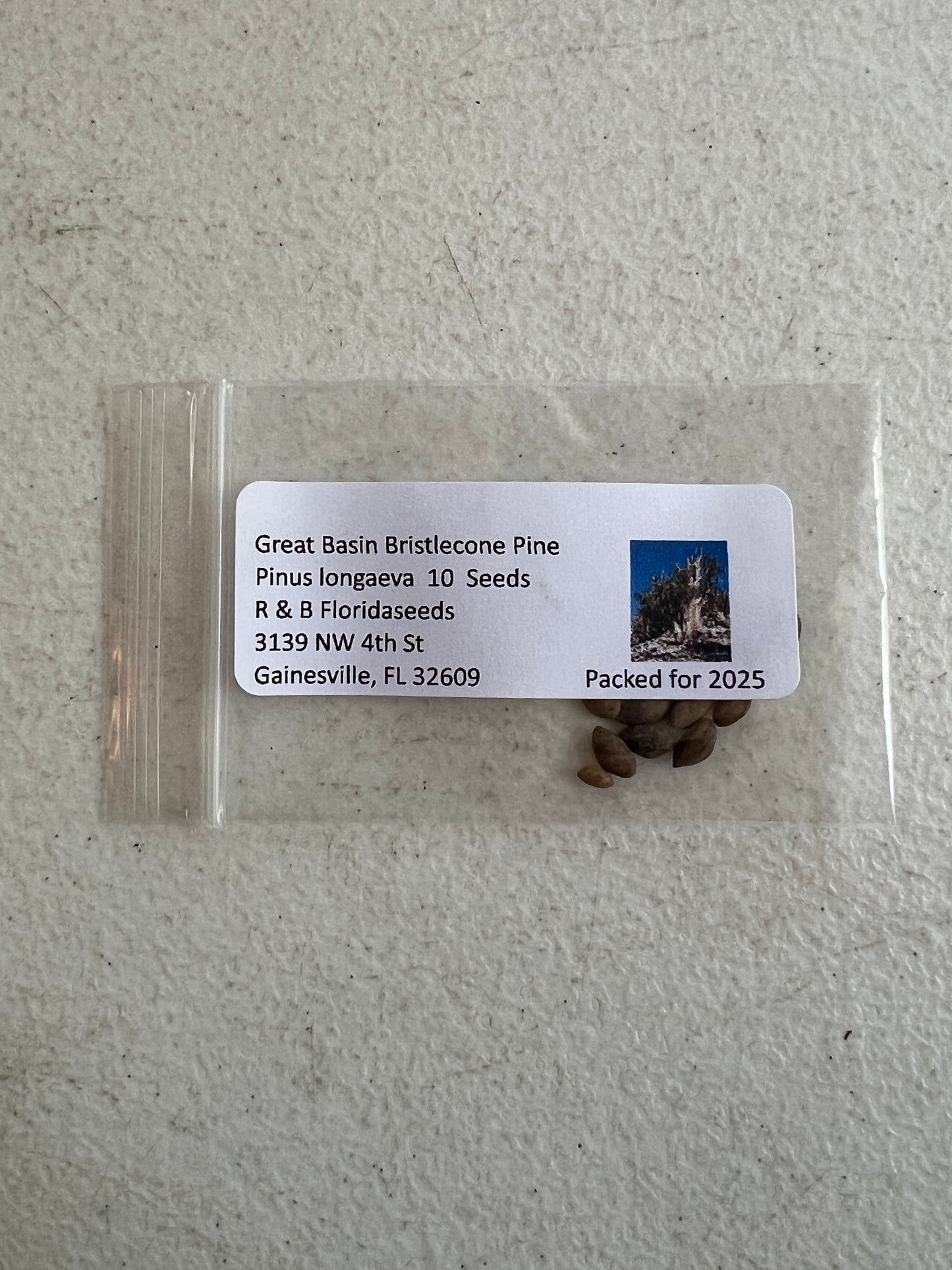 Great Basin Bristlecone Pine Pinus longaeva 10 Seeds