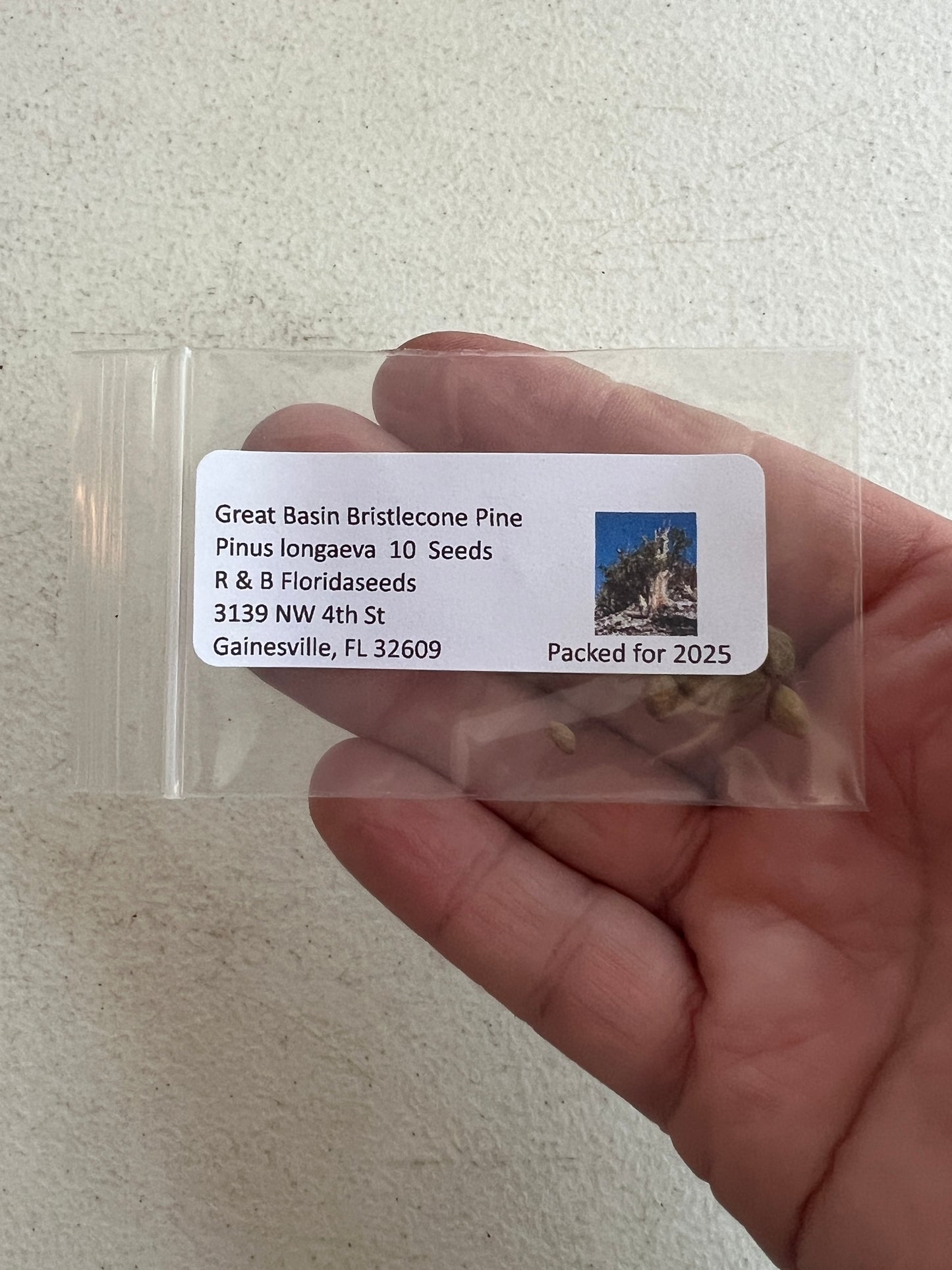 Great Basin Bristlecone Pine Pinus longaeva 10 Seeds