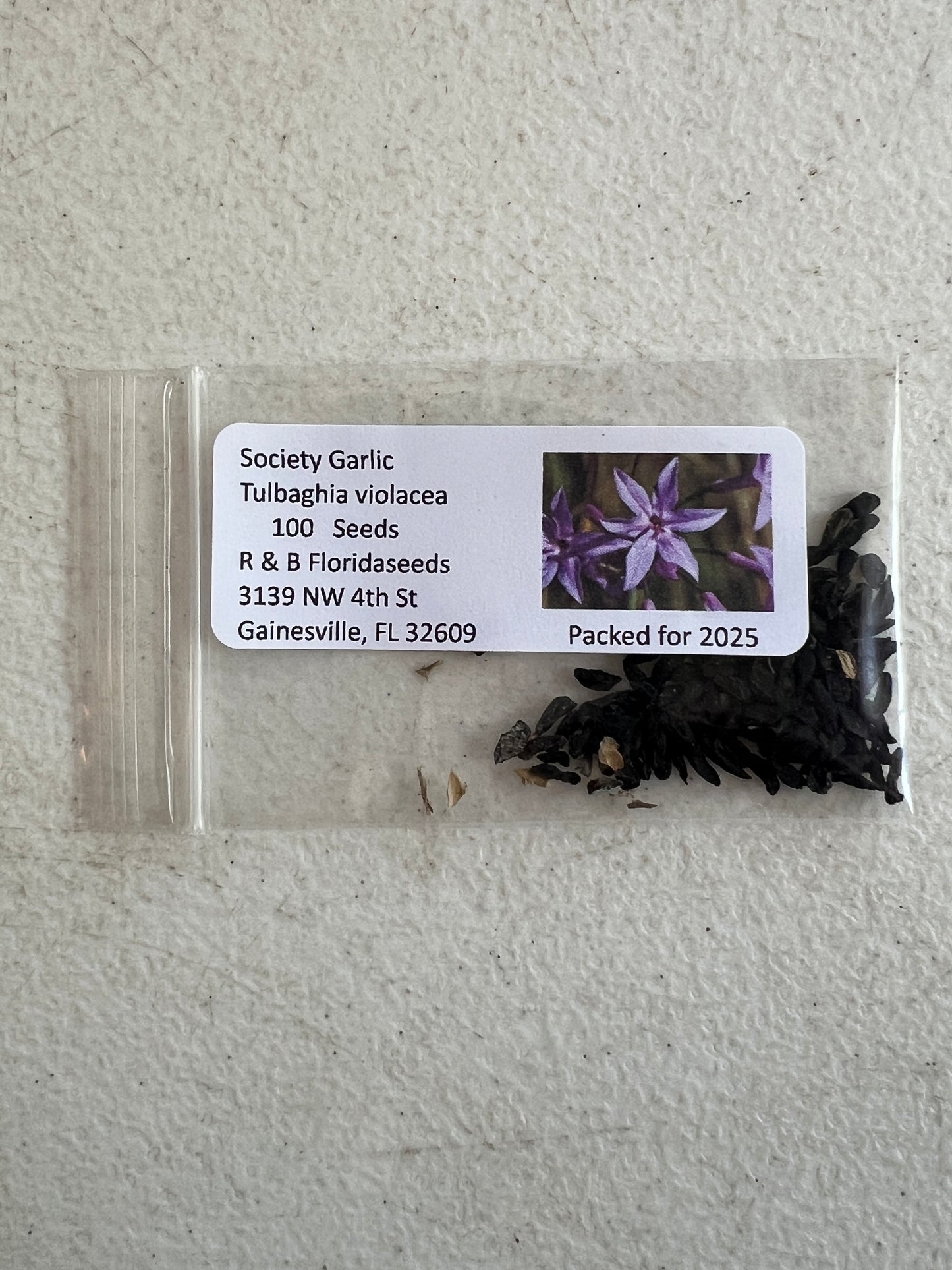 Society Garlic Tulbaghia violacea 100 Seeds