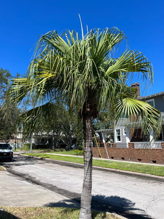 Chinese Fan Palm   10 Seeds   Livistona chinensis