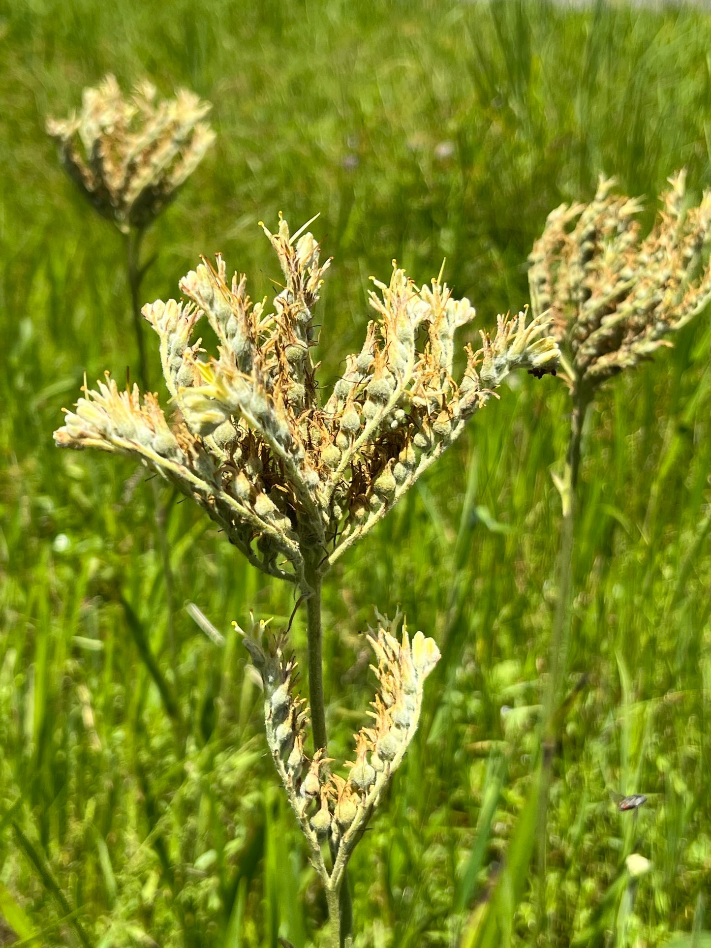 Carolina Redroot   10 Seeds   Lachnanthes caroliniana